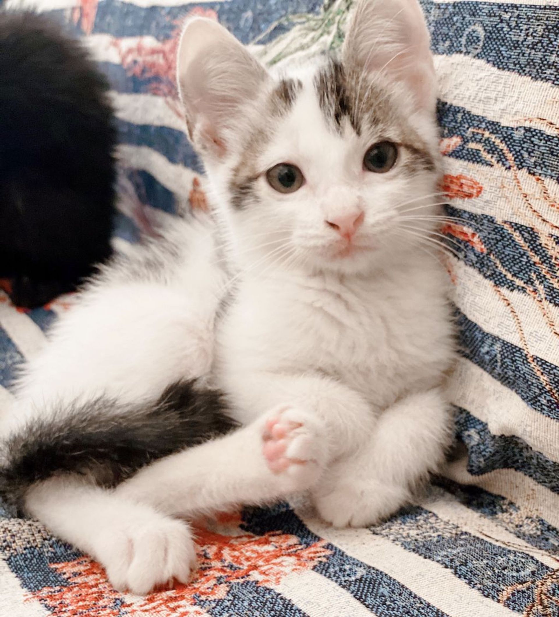 雑種（ミックス猫）・オスの里親募集の写真