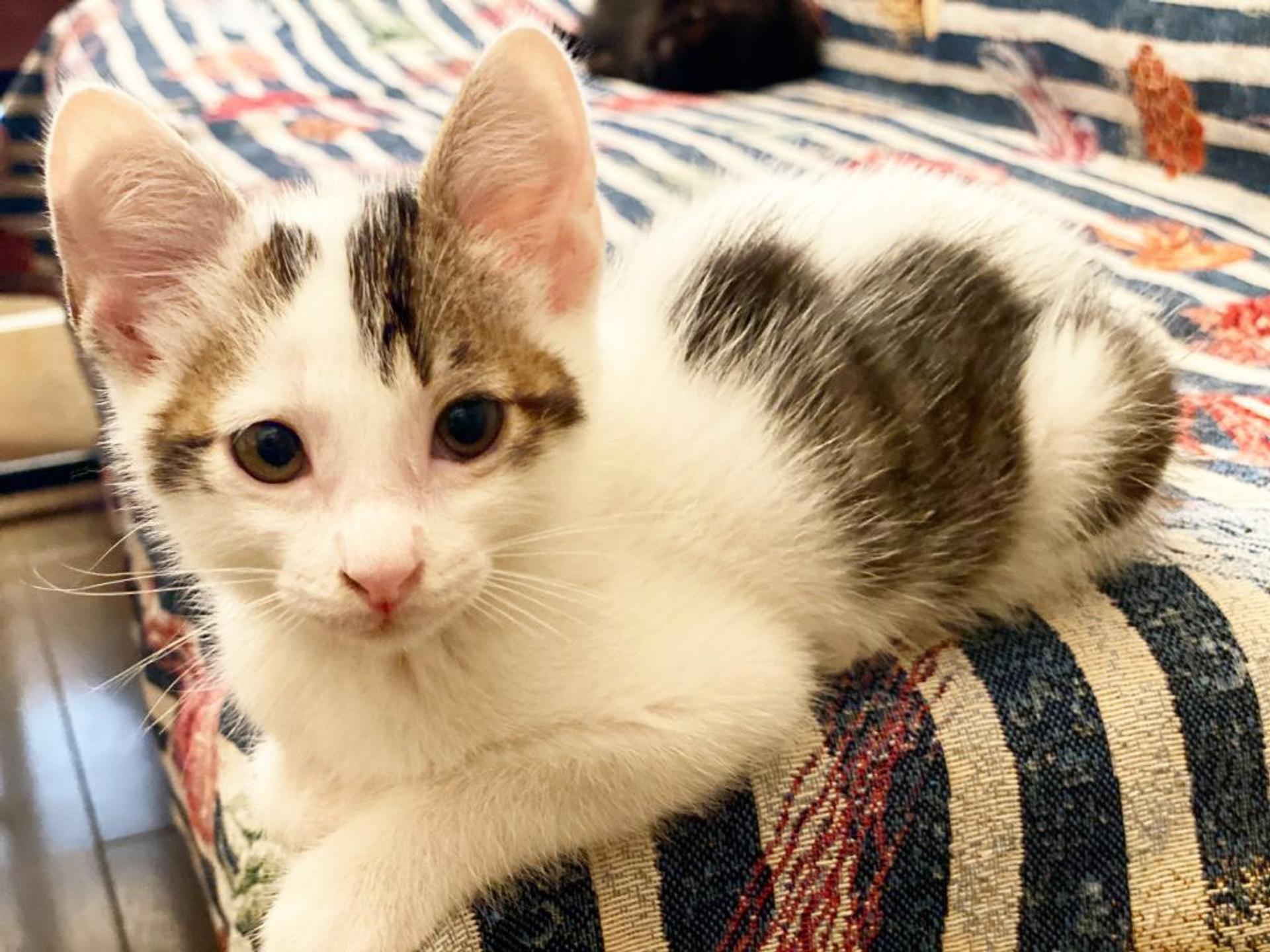 pet-image-2