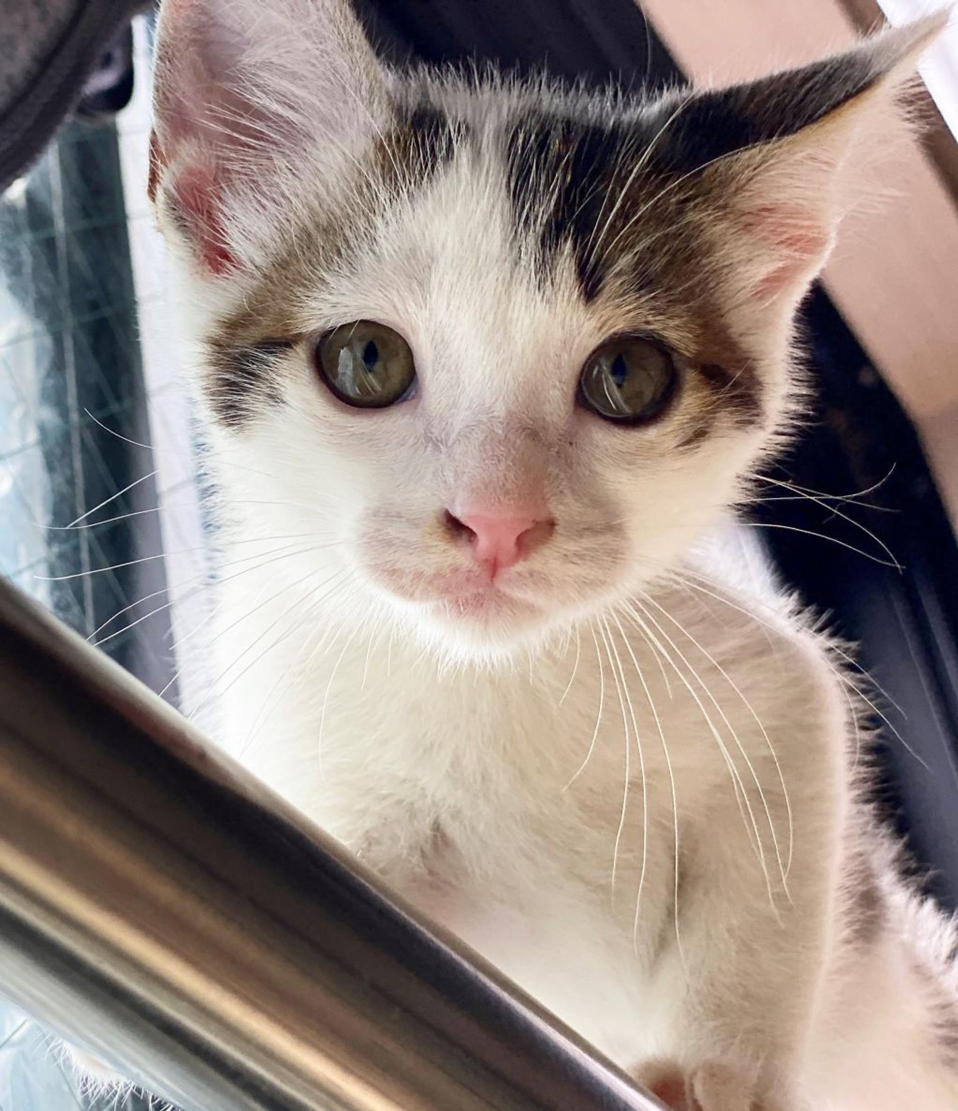 pet-image-3