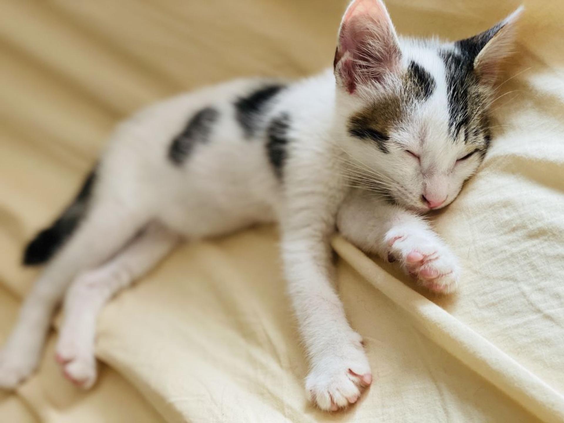 pet-image-5