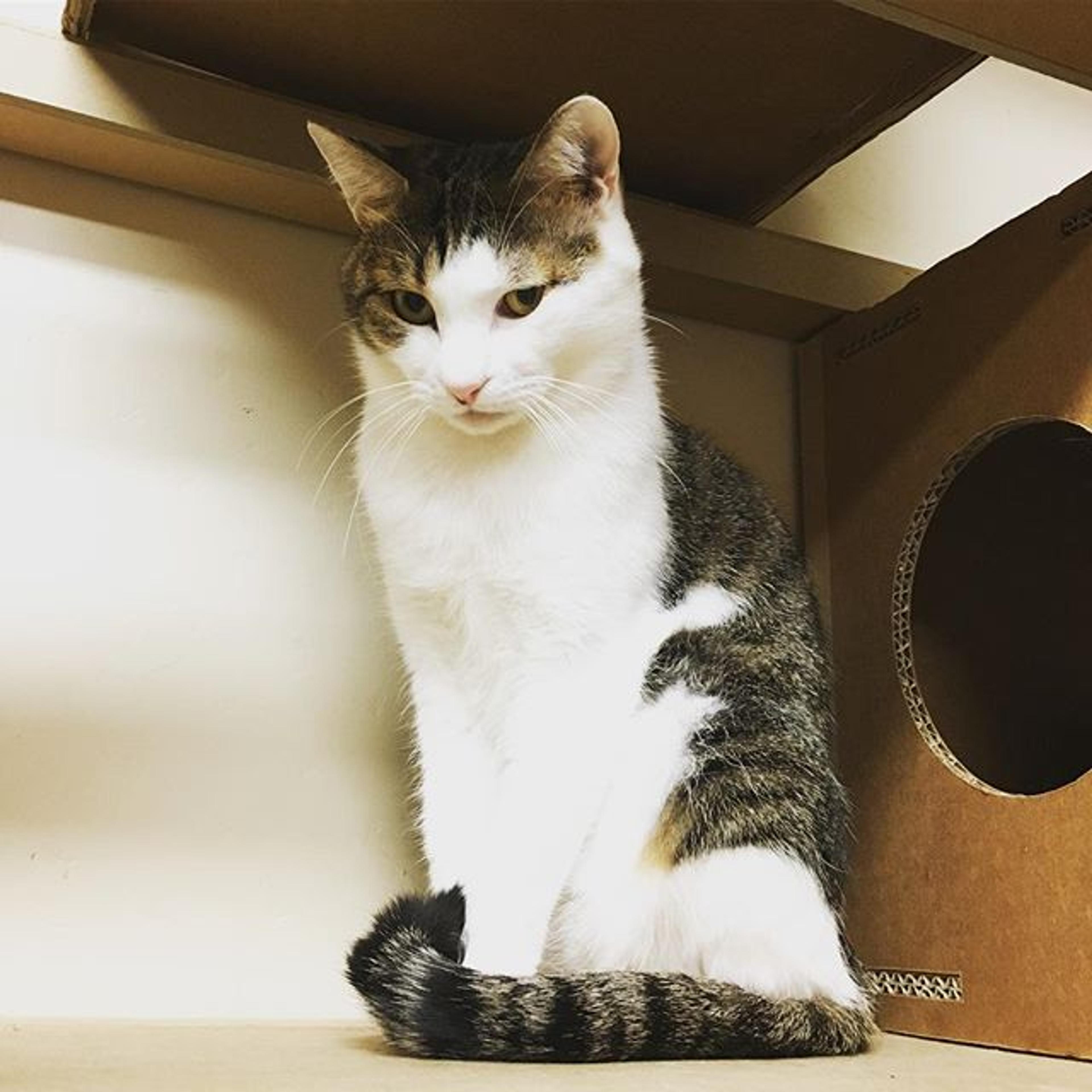 pet-image-3