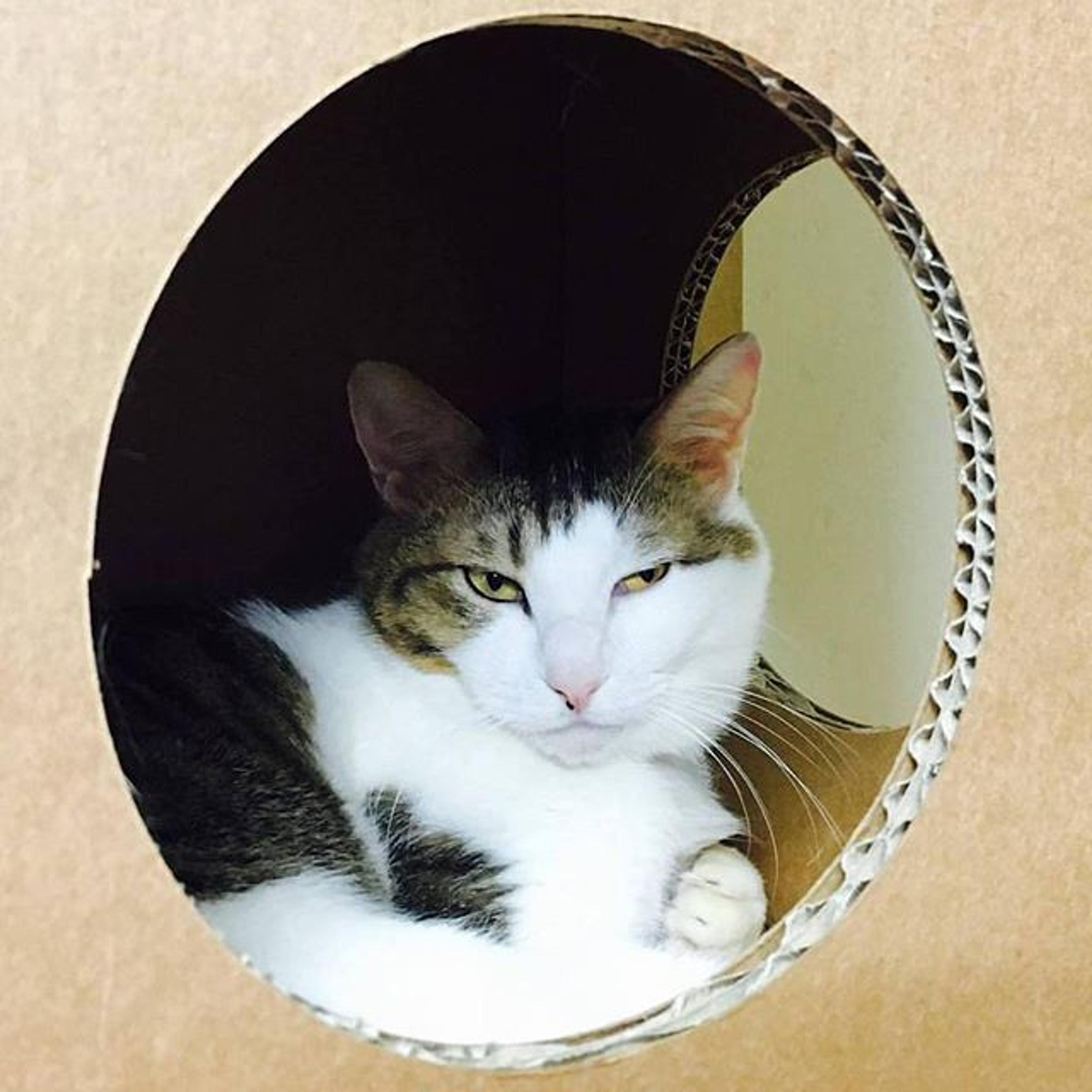 pet-image-2