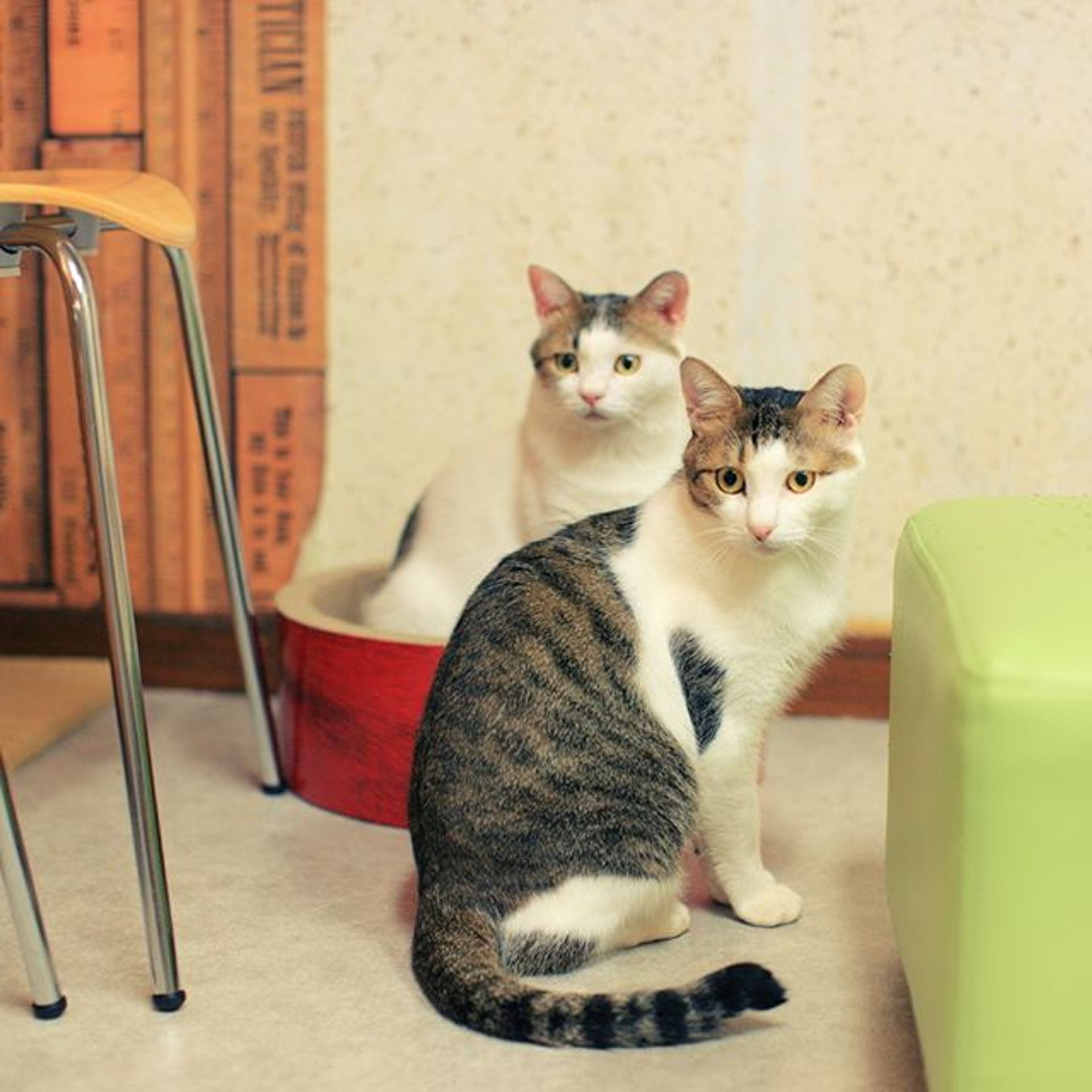 雑種（ミックス猫）・オスの里親募集の写真