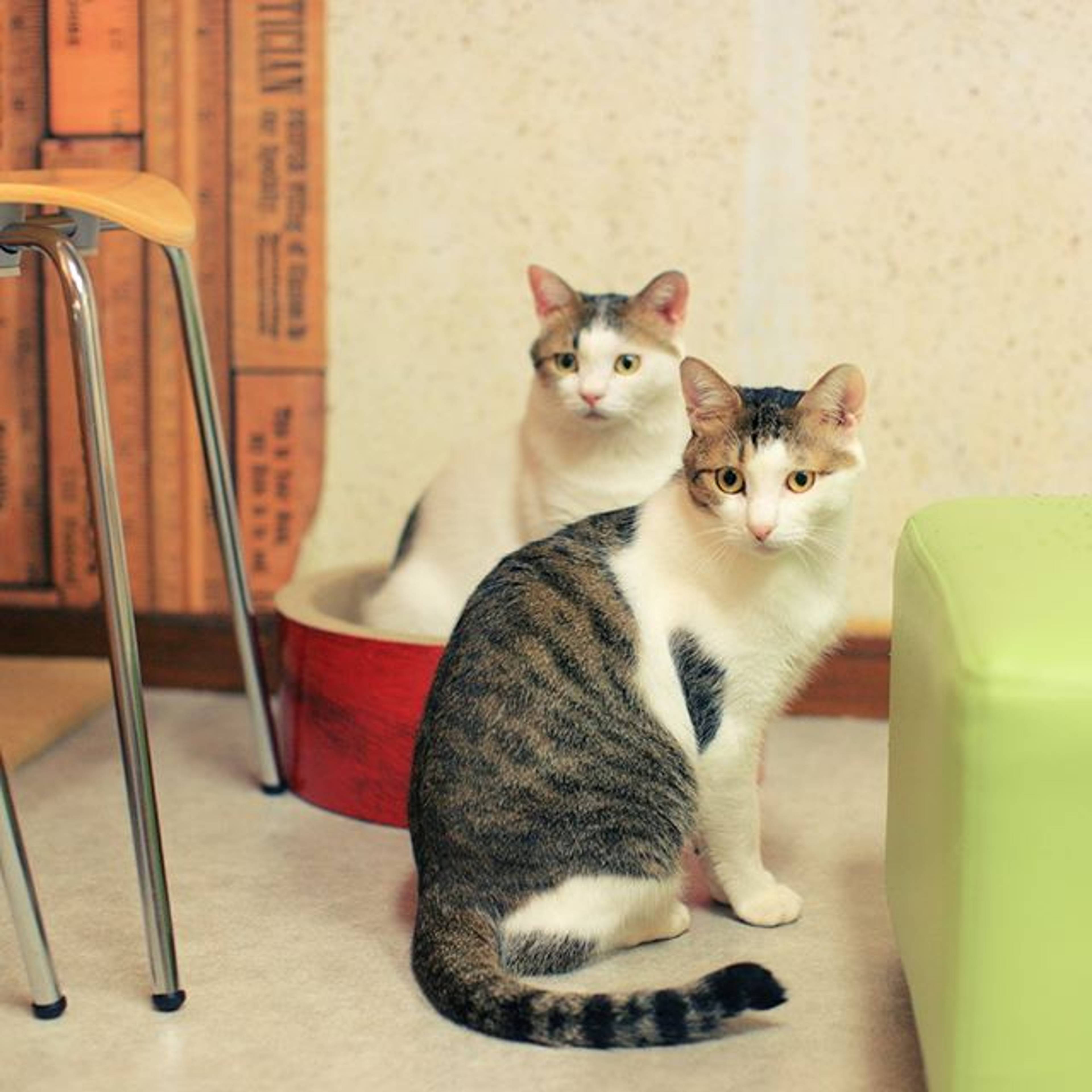 雑種（ミックス猫）・オスの里親募集の写真