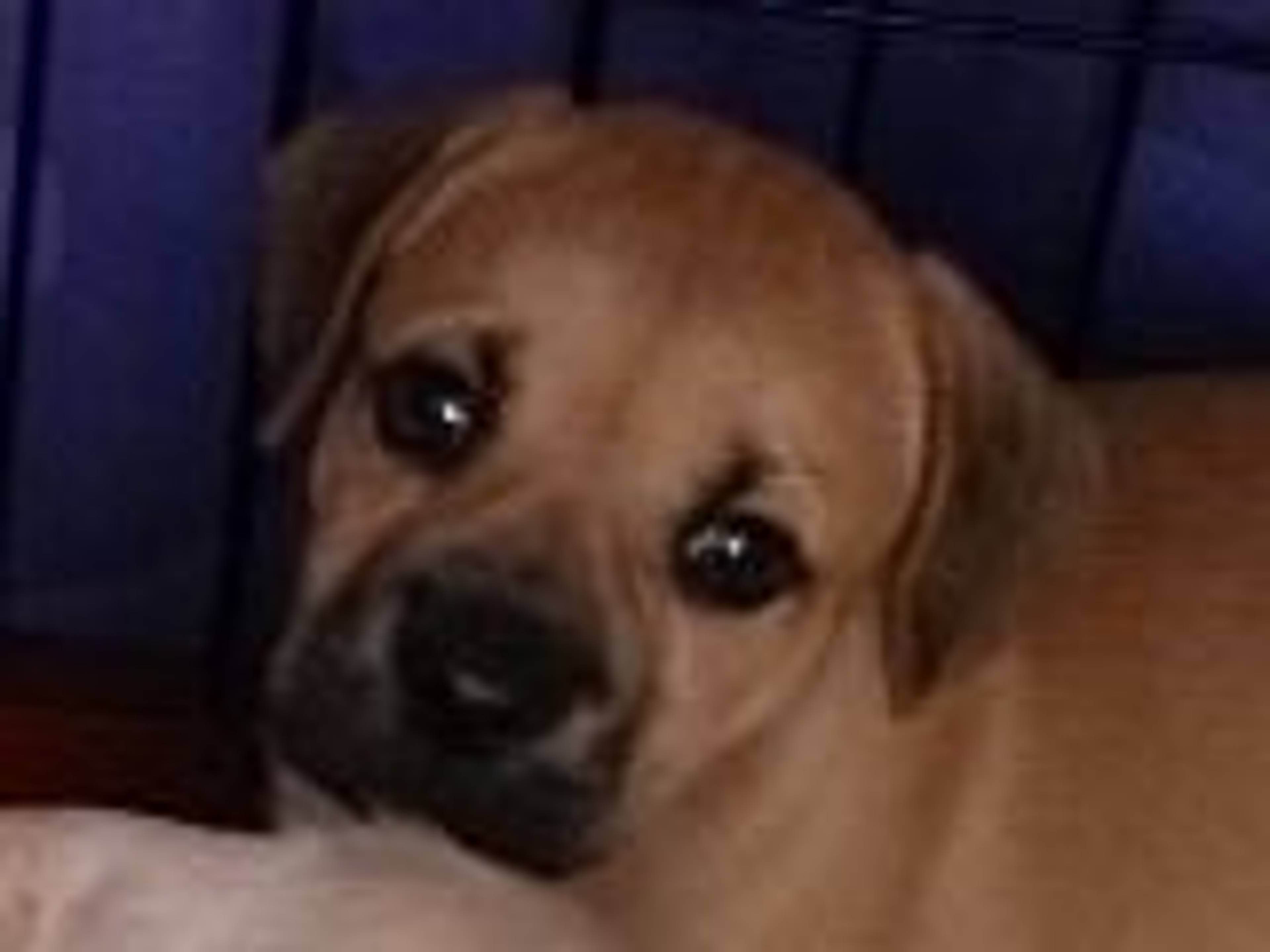 雑種（ミックス犬）・メスの里親募集の写真