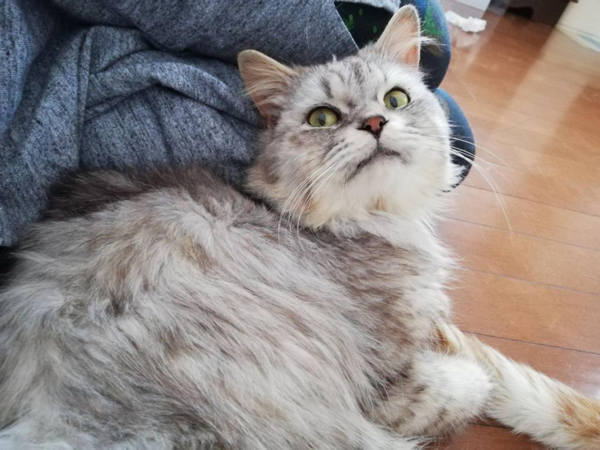 pet-image-2