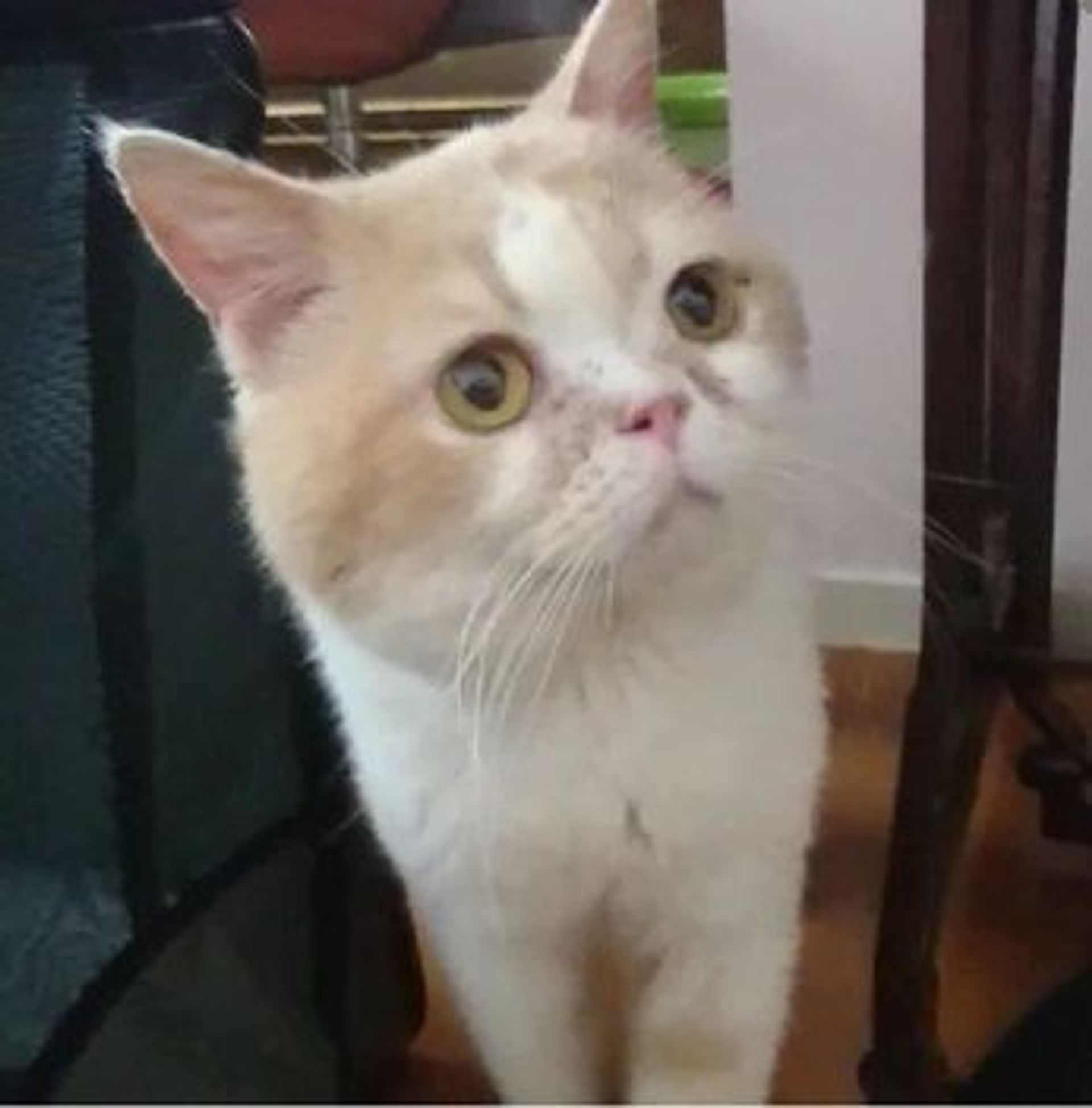 エキゾチックショートヘア・オスの里親募集の写真