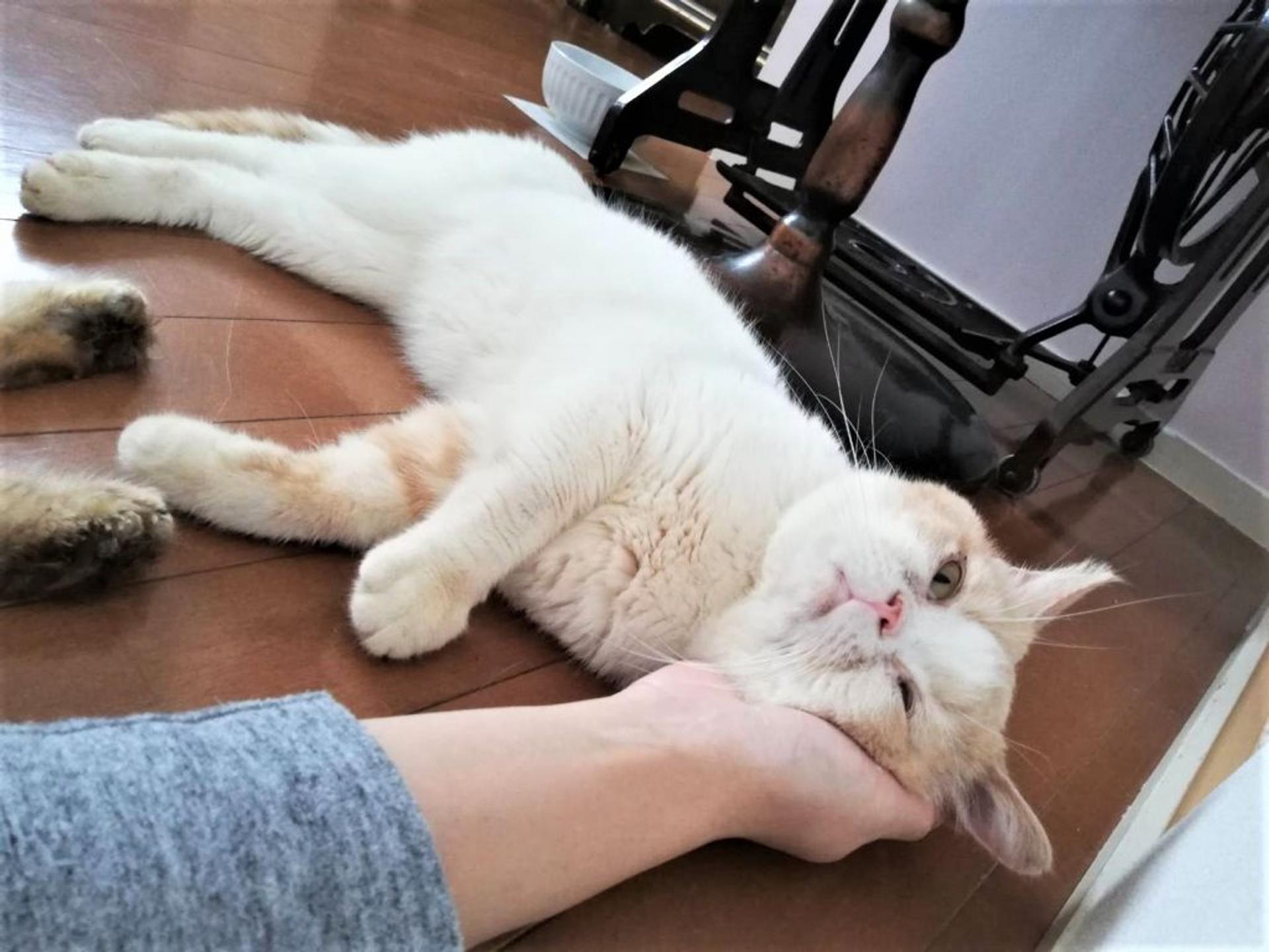 pet-image-2