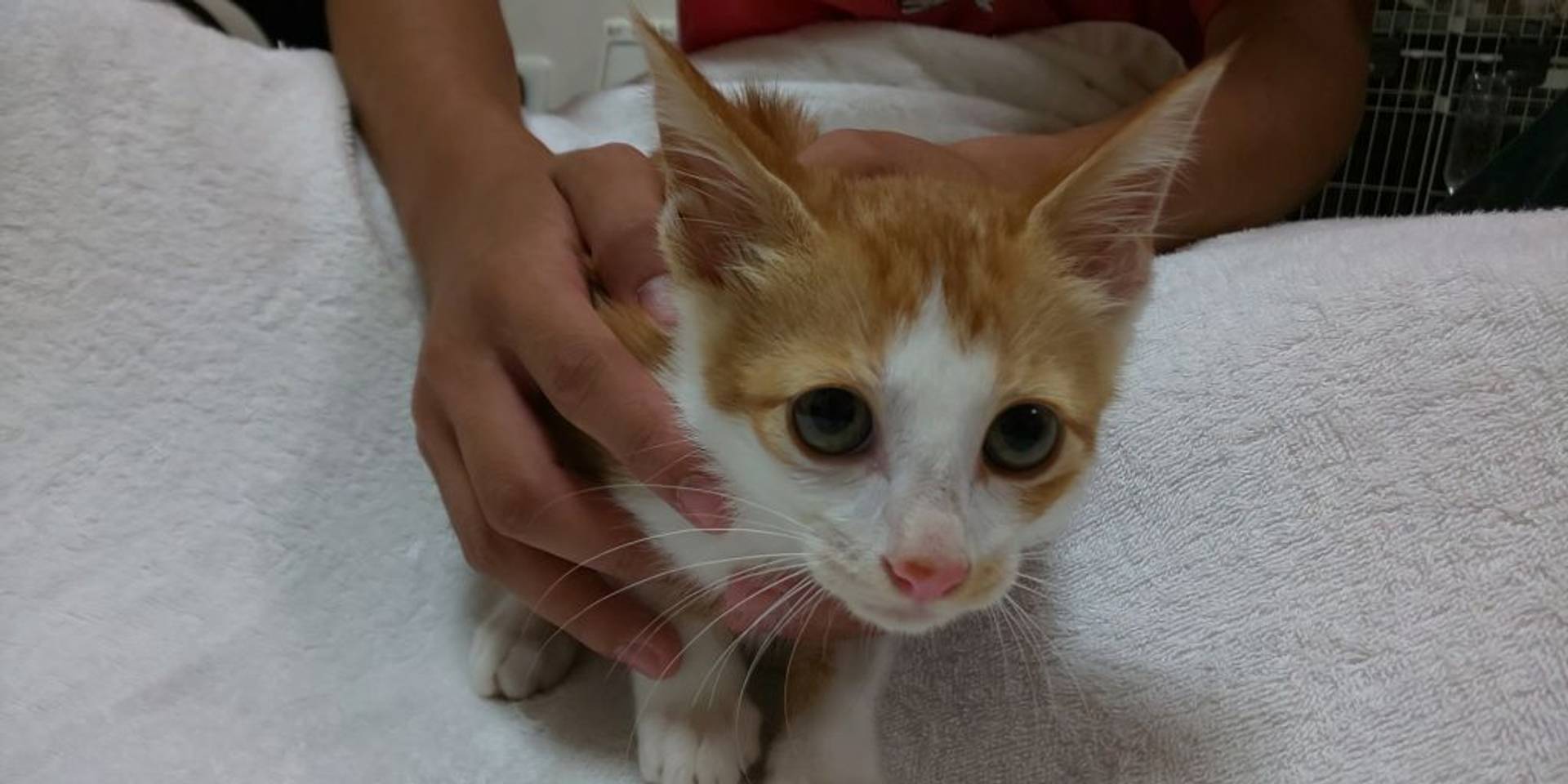 雑種（ミックス猫）・メスの里親募集の写真