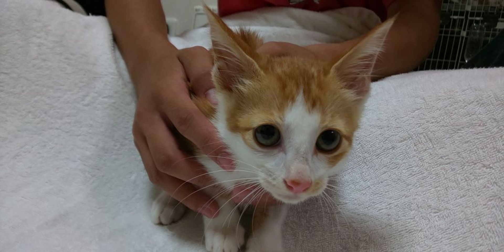雑種（ミックス猫）・メスの里親募集の写真