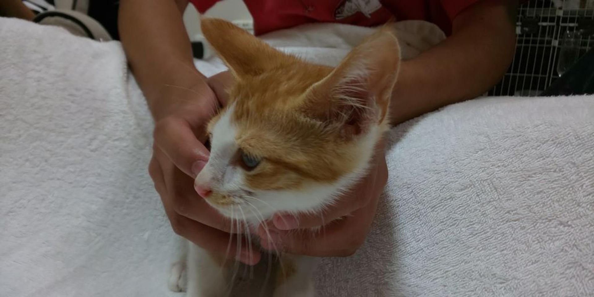 pet-image-2