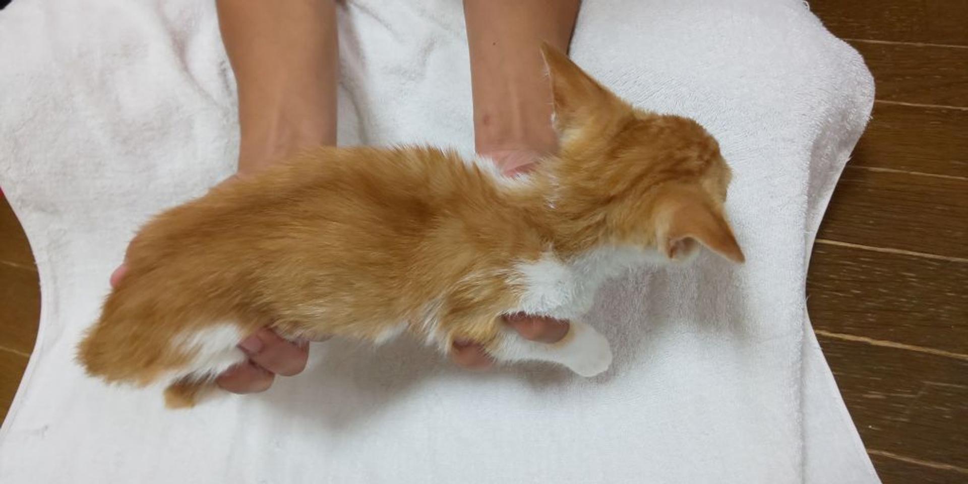 pet-image-3