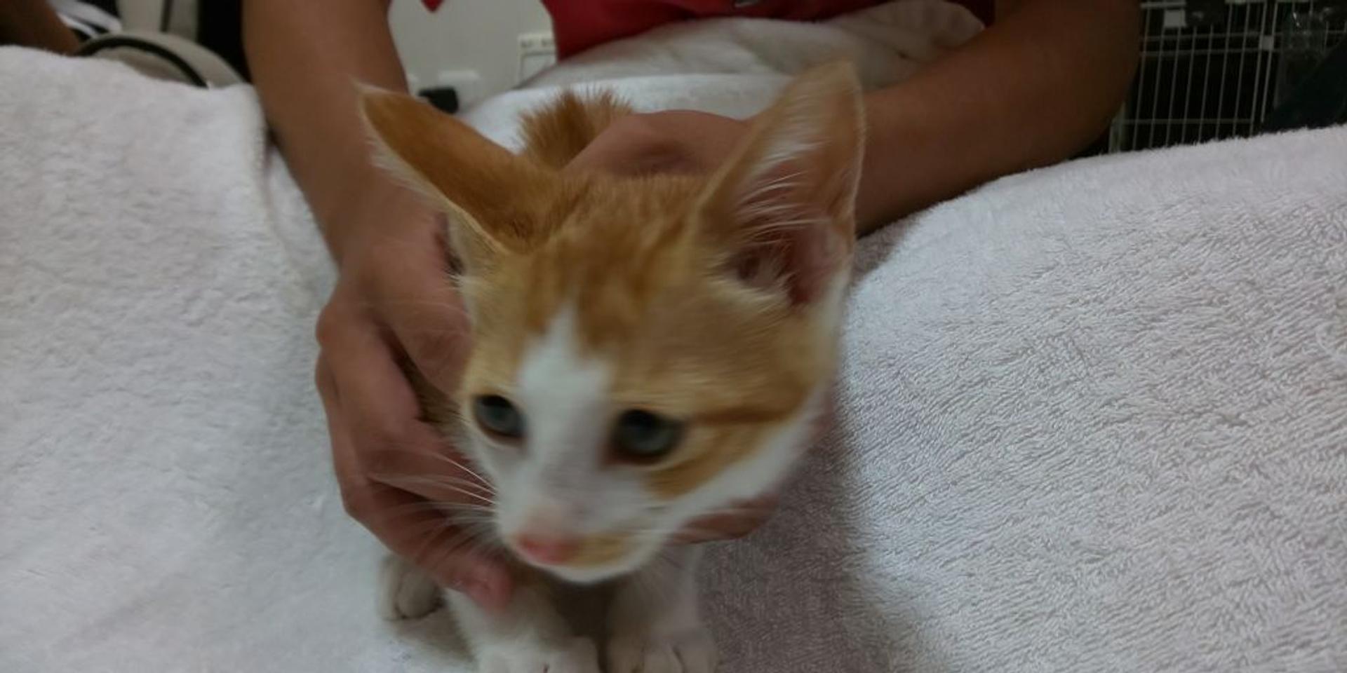 pet-image-4