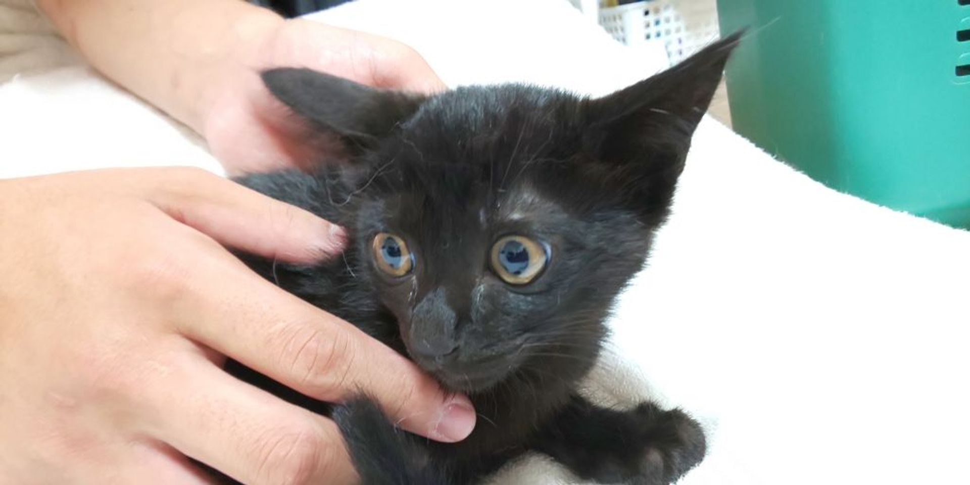 雑種（ミックス猫）・オスの里親募集の写真