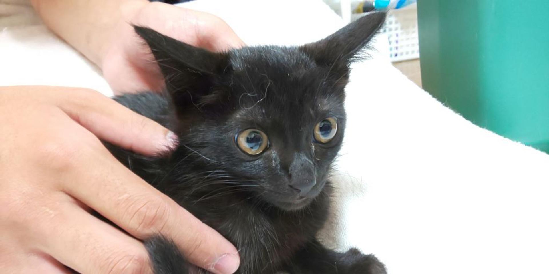 pet-image-2