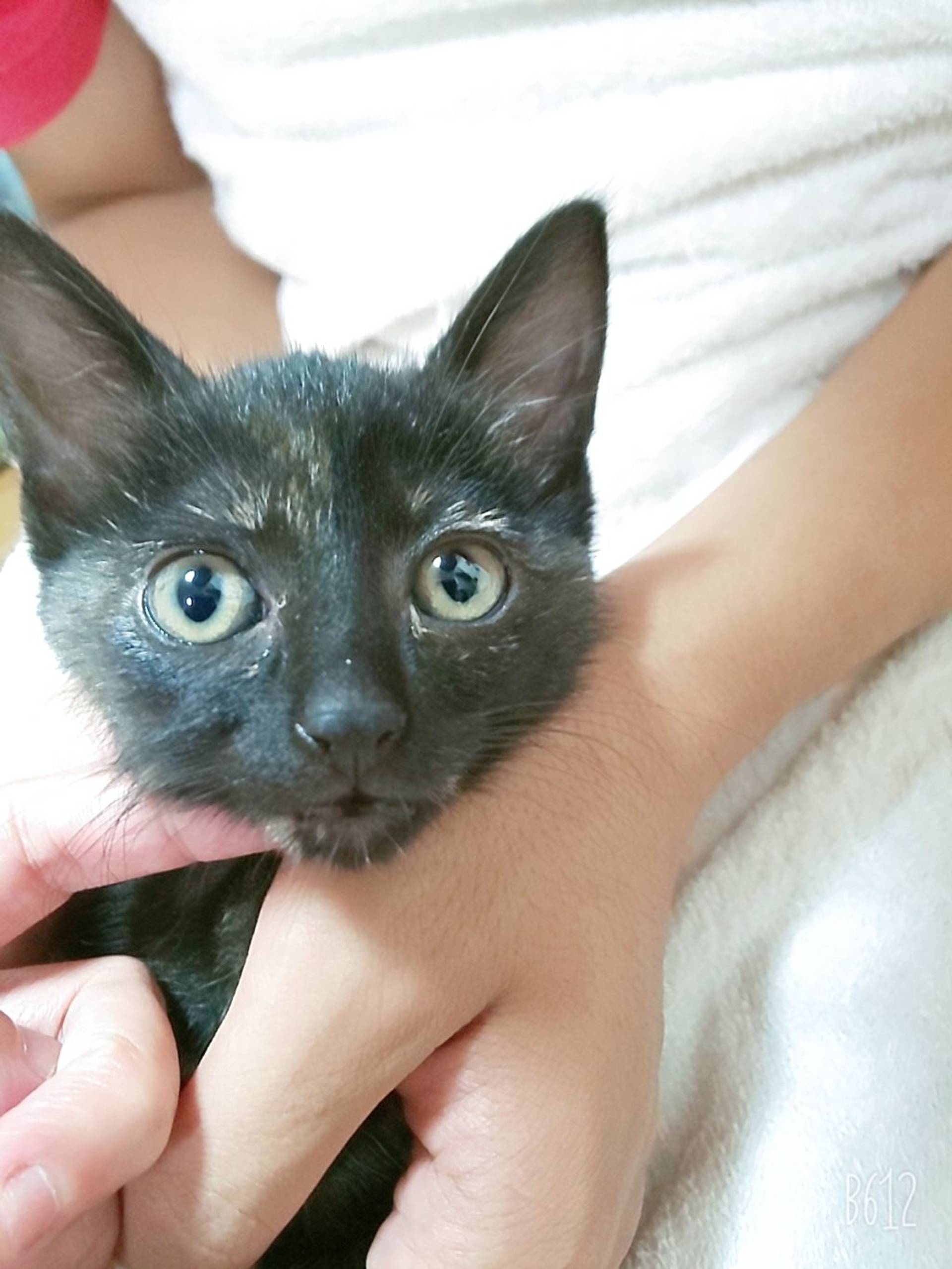 雑種（ミックス猫）・メスの里親募集の写真