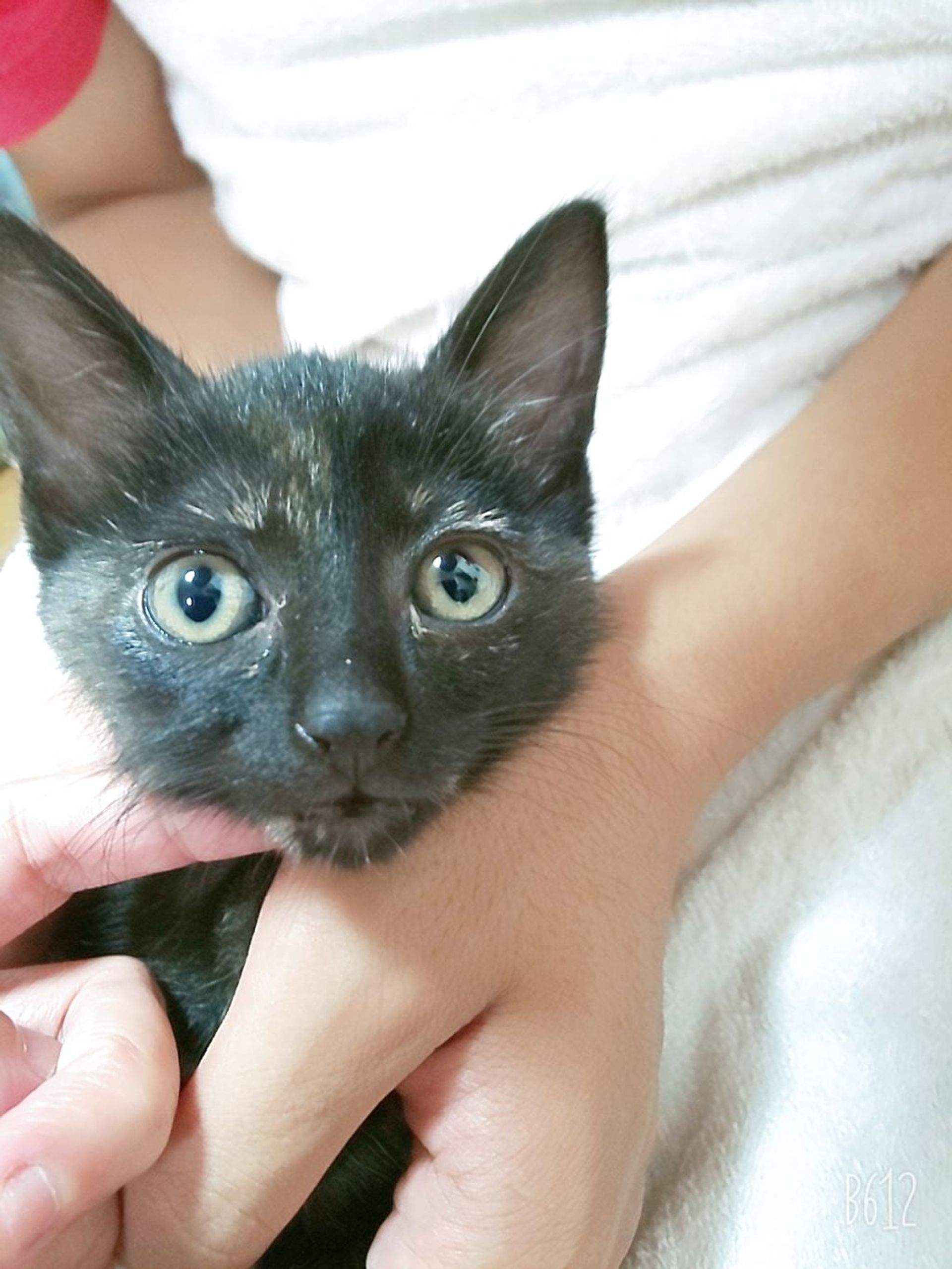 雑種（ミックス猫）・メスの里親募集の写真