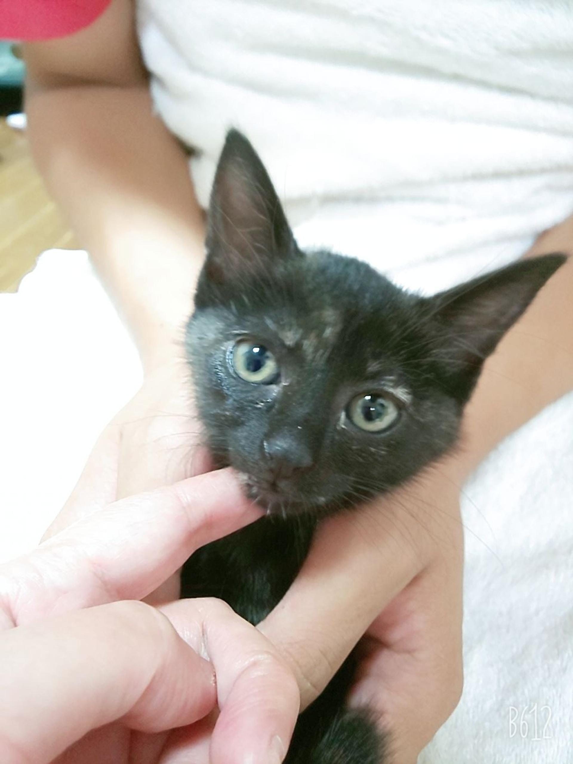 pet-image-2