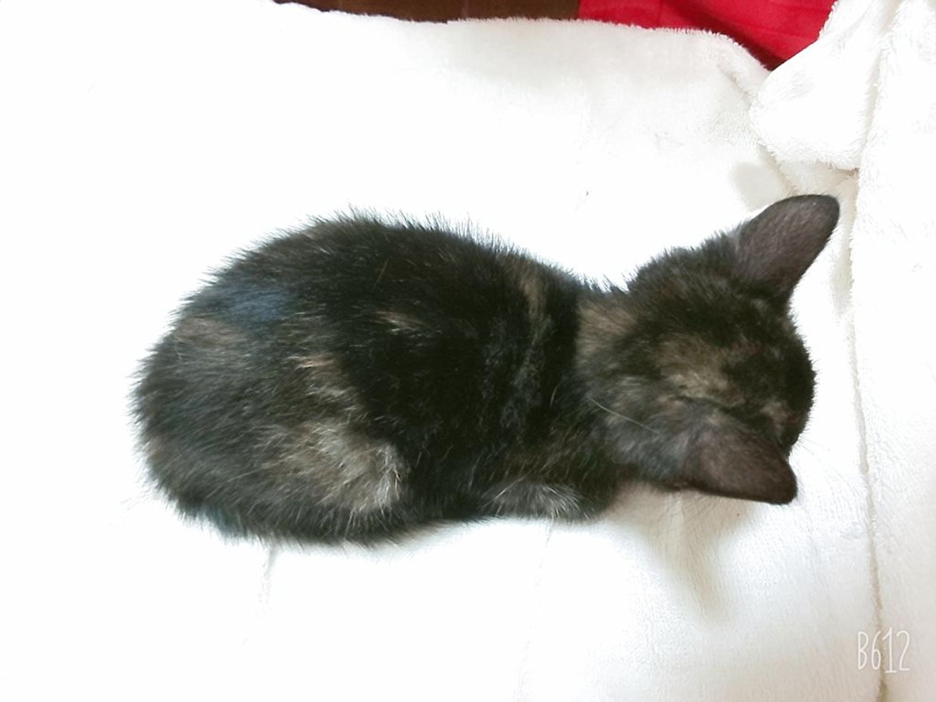 pet-image-5