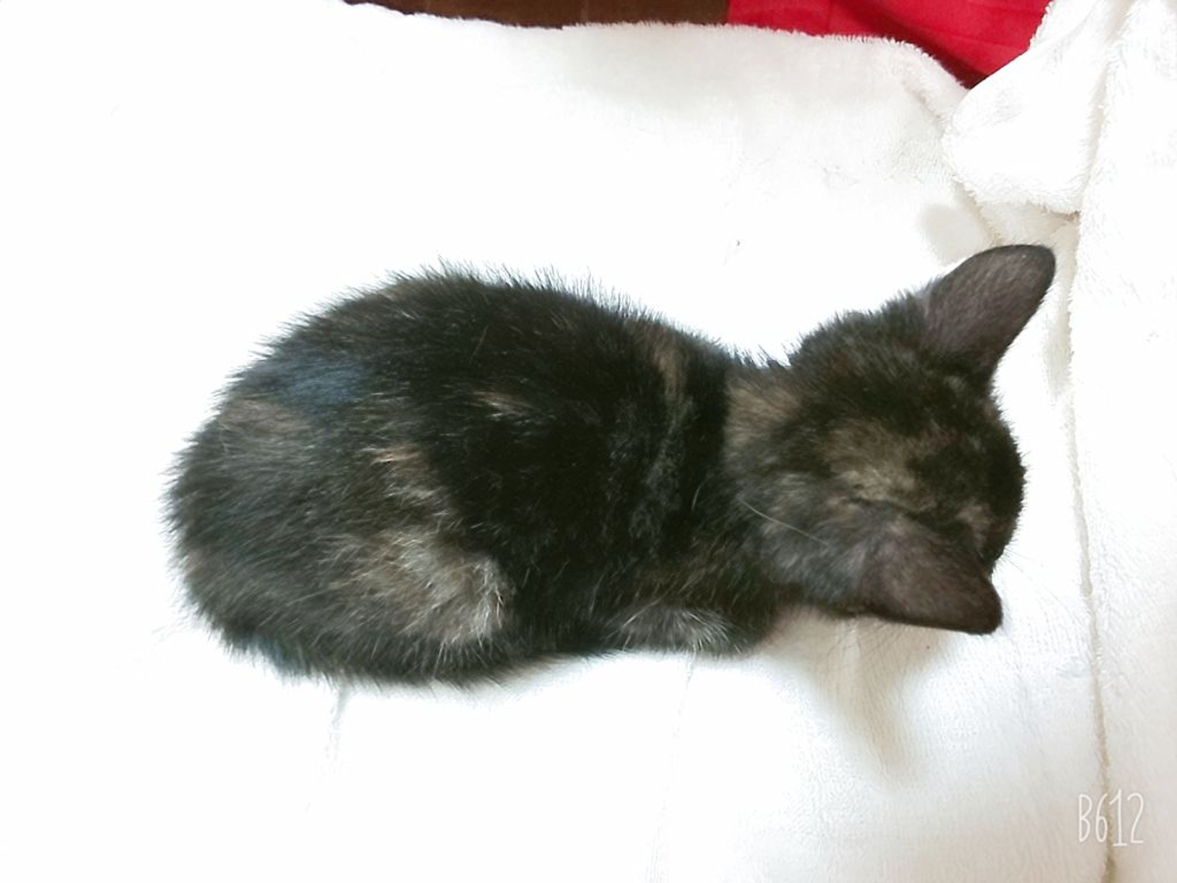 pet-image-5
