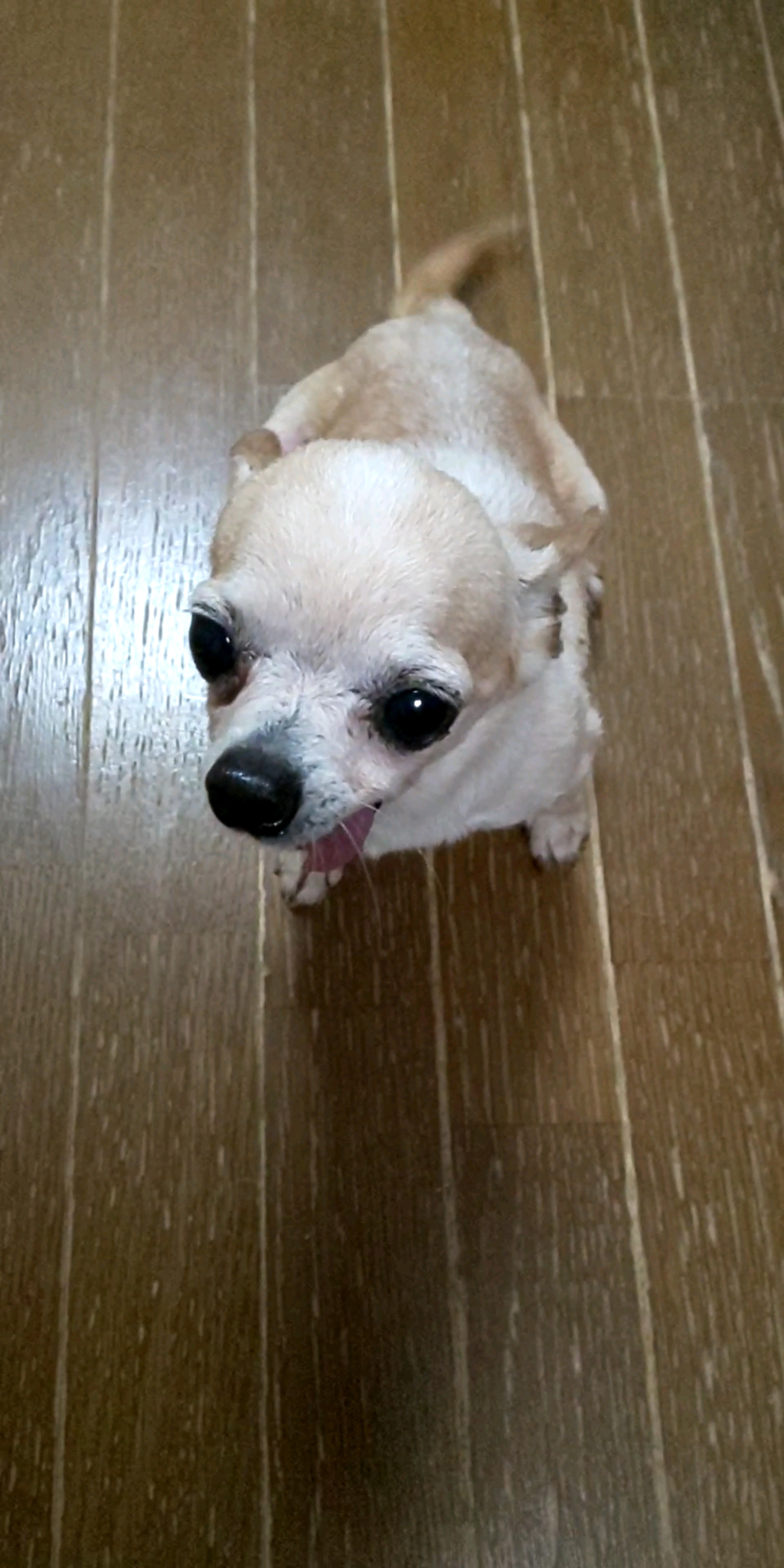 pet-image-2