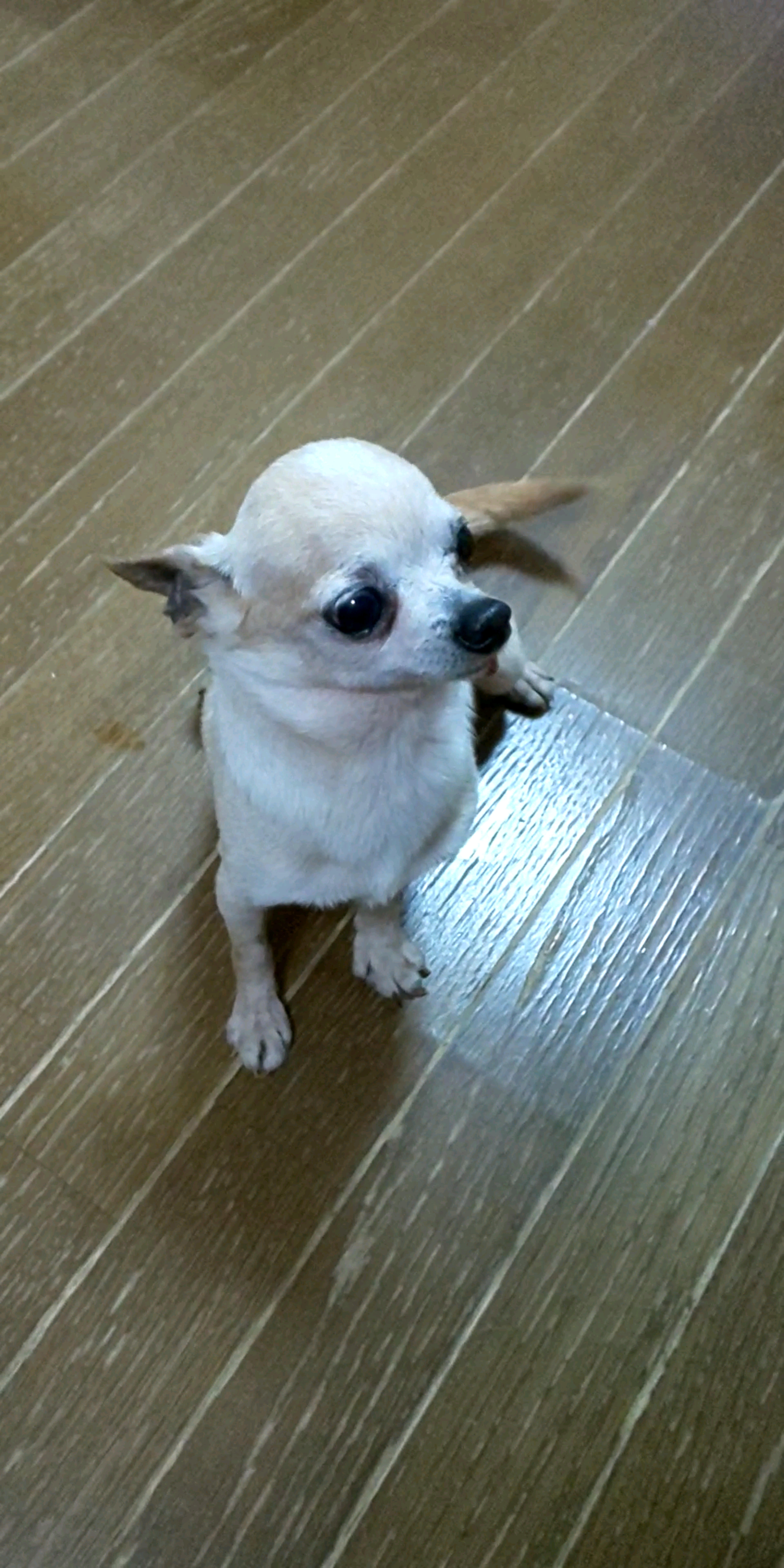 pet-image-3