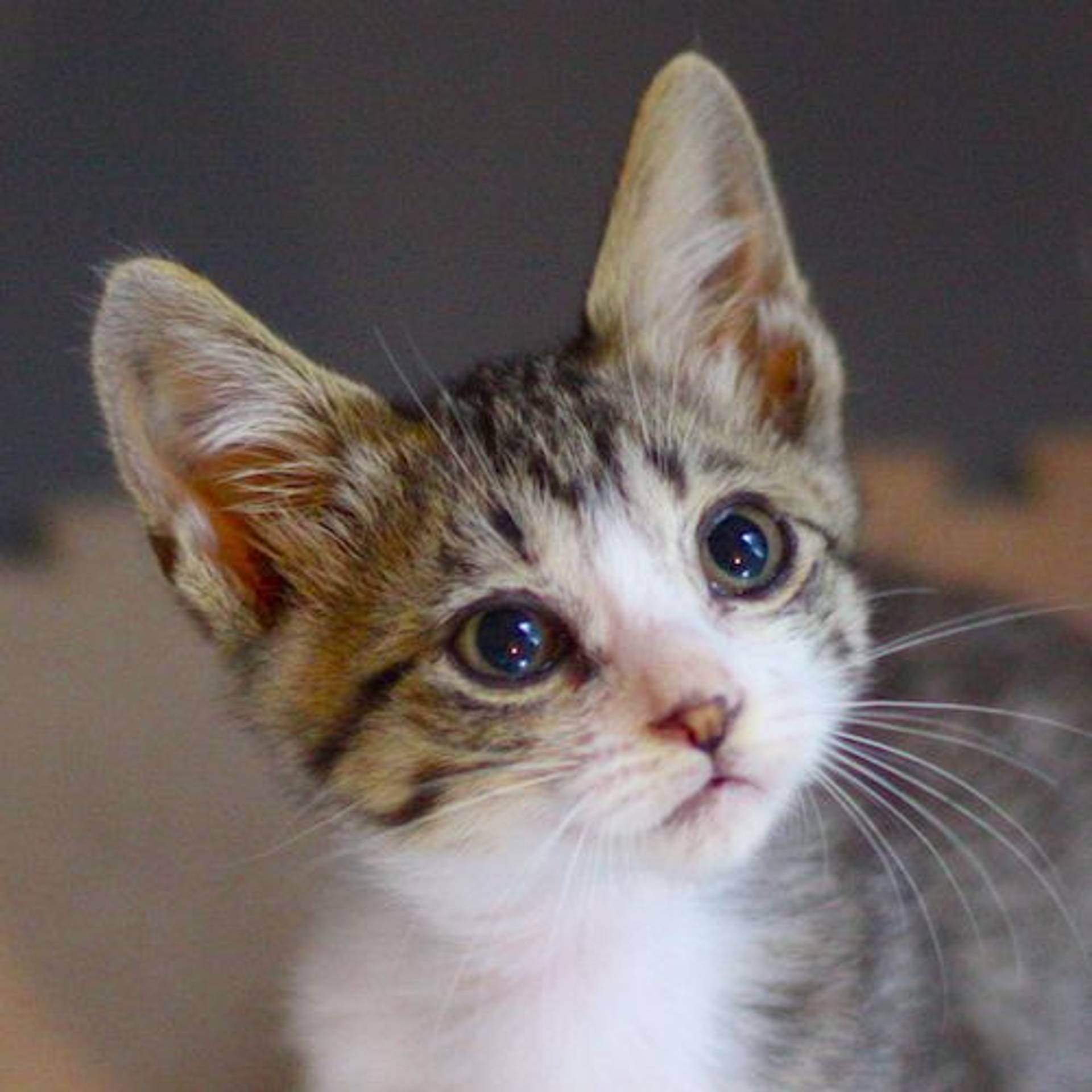 雑種（ミックス猫）・オスの里親募集の写真