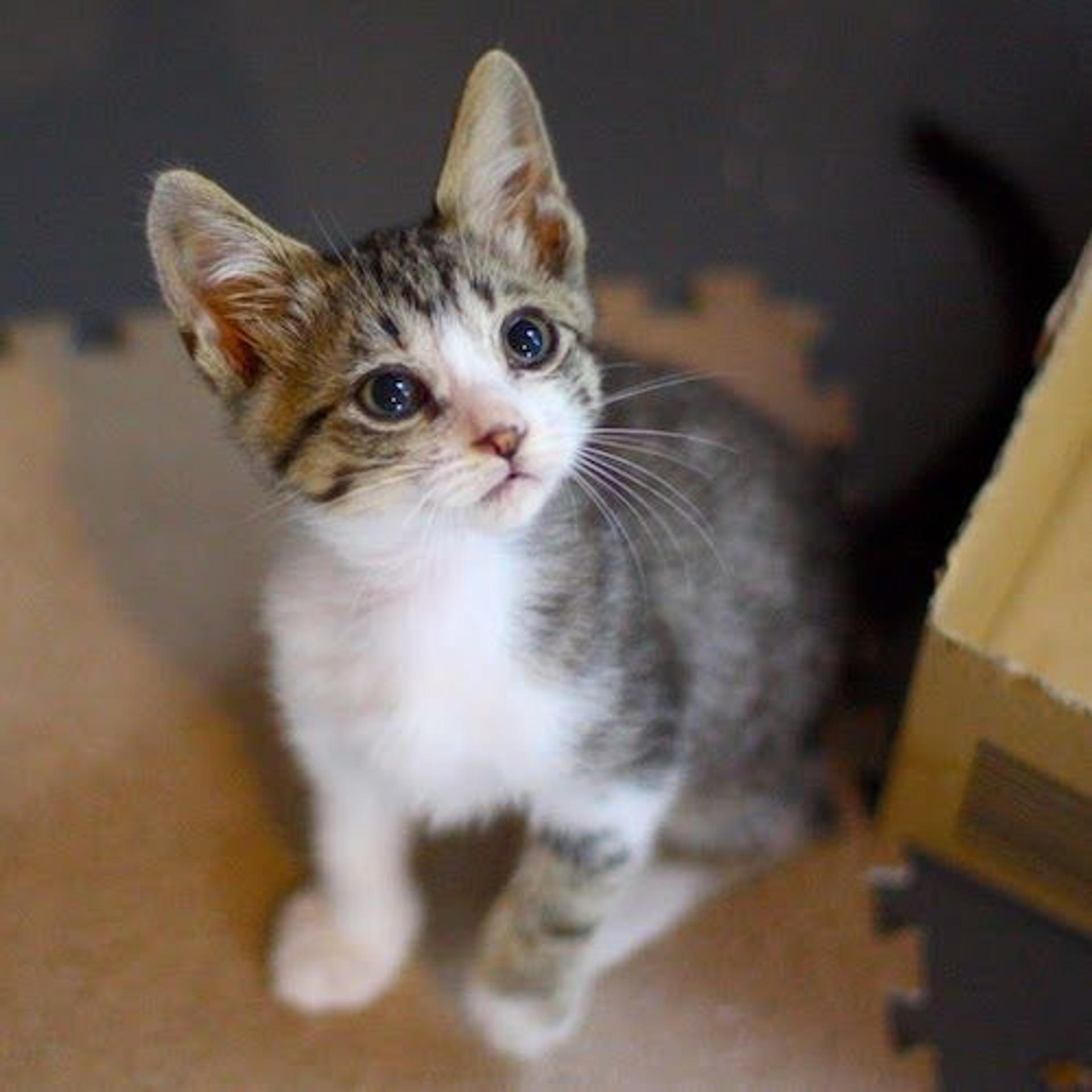pet-image-2