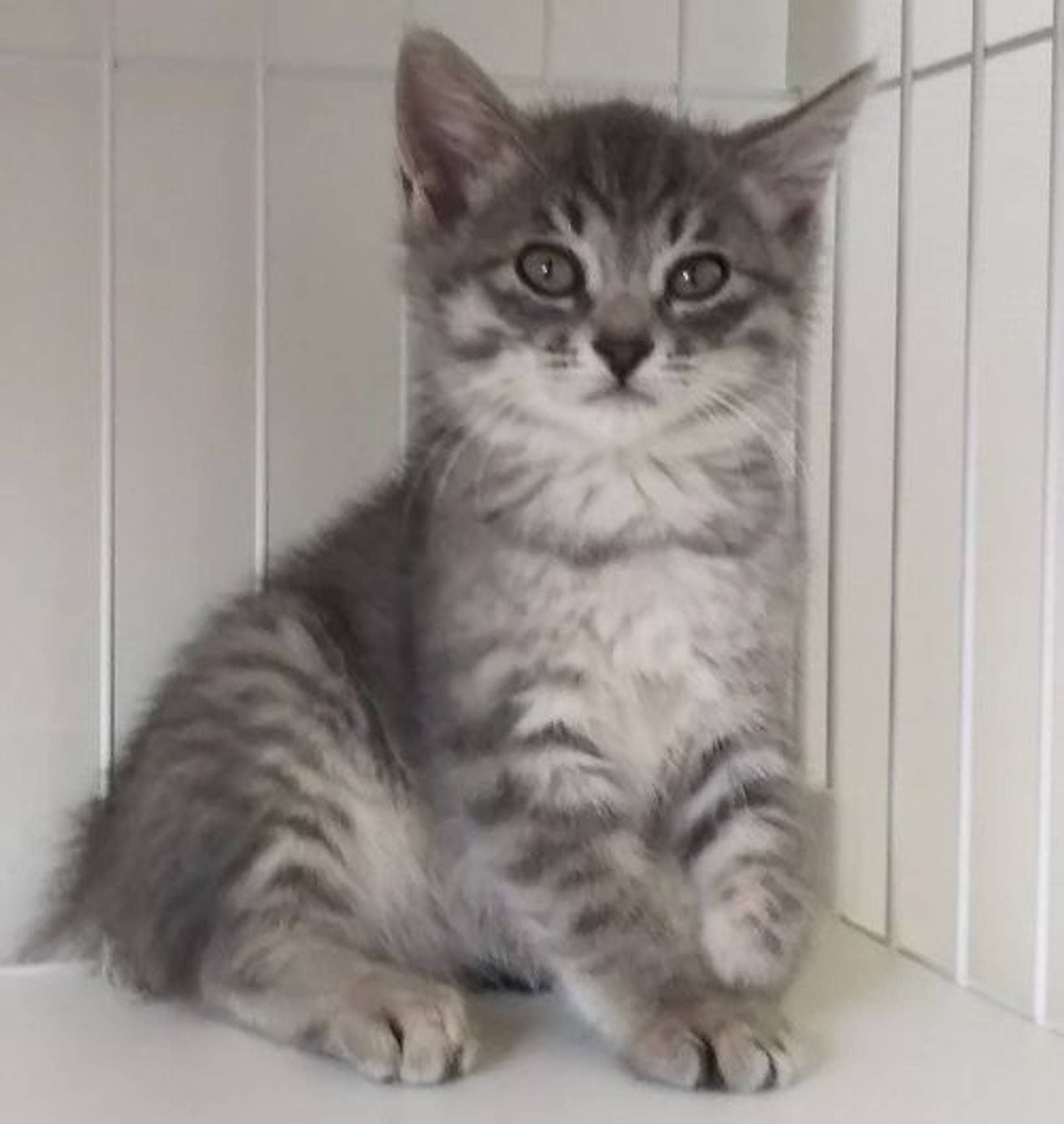 雑種（ミックス猫）・メスの里親募集の写真