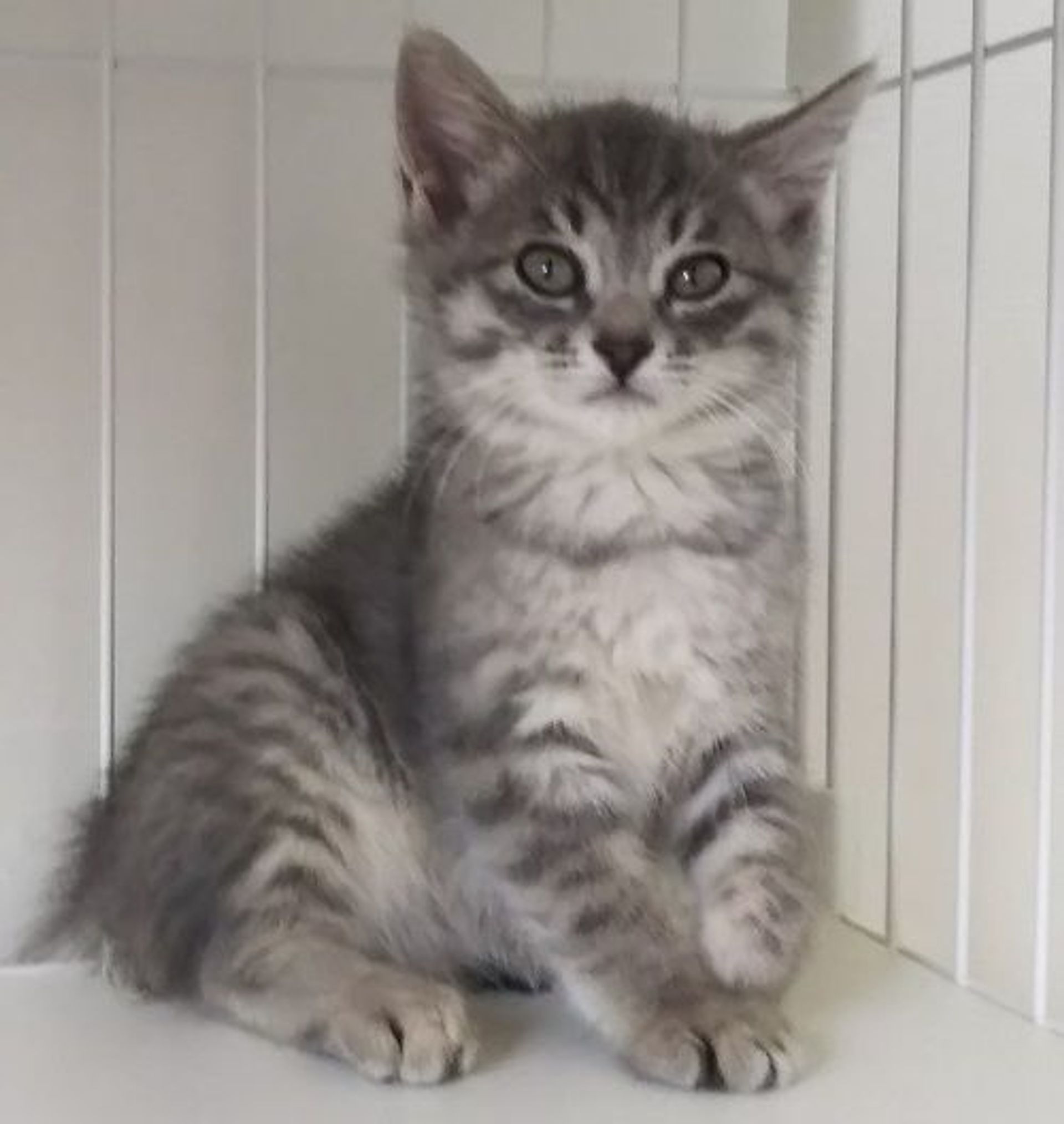 雑種（ミックス猫）・メスの里親募集の写真