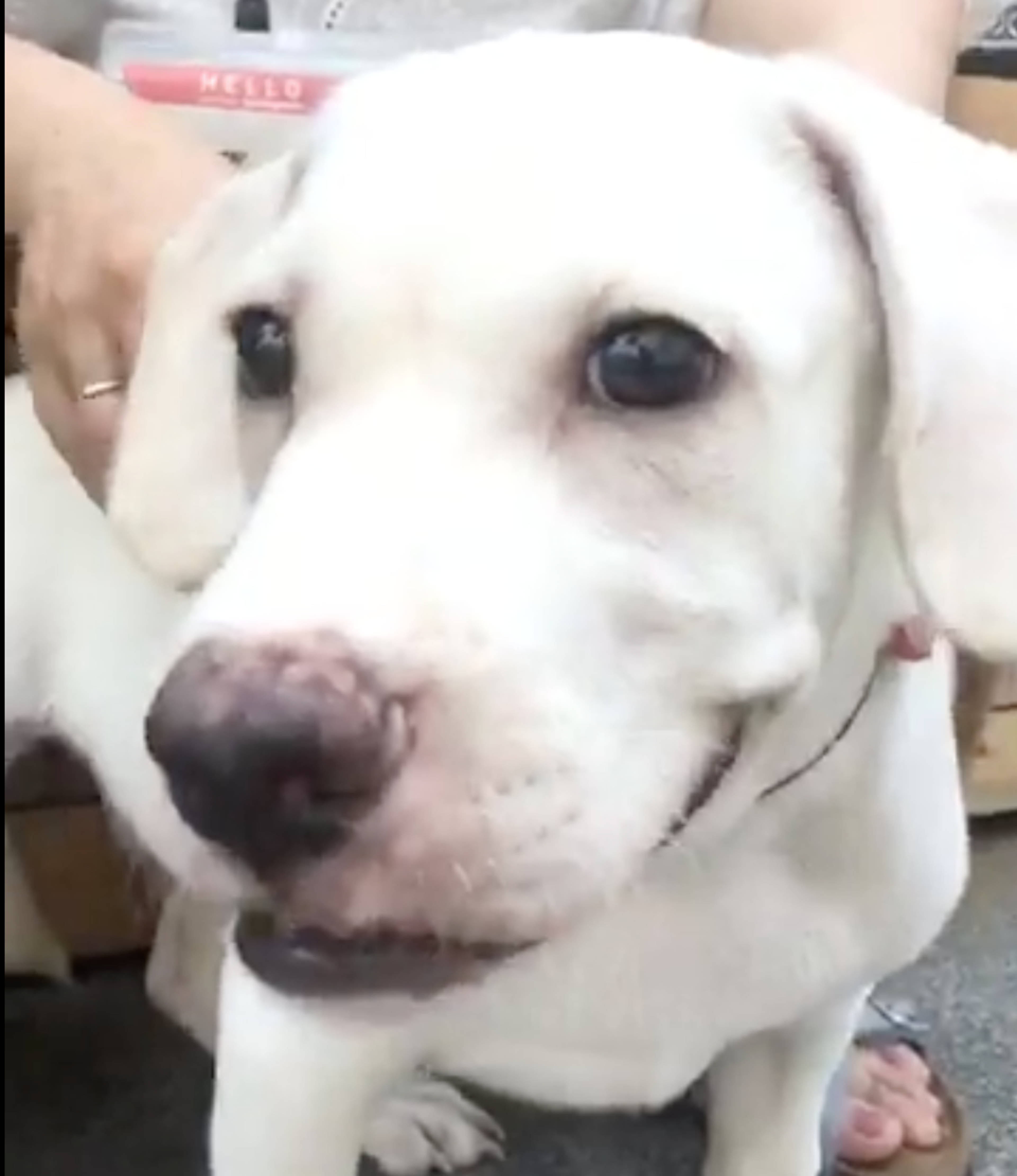雑種（ミックス犬）・オスの里親募集の写真