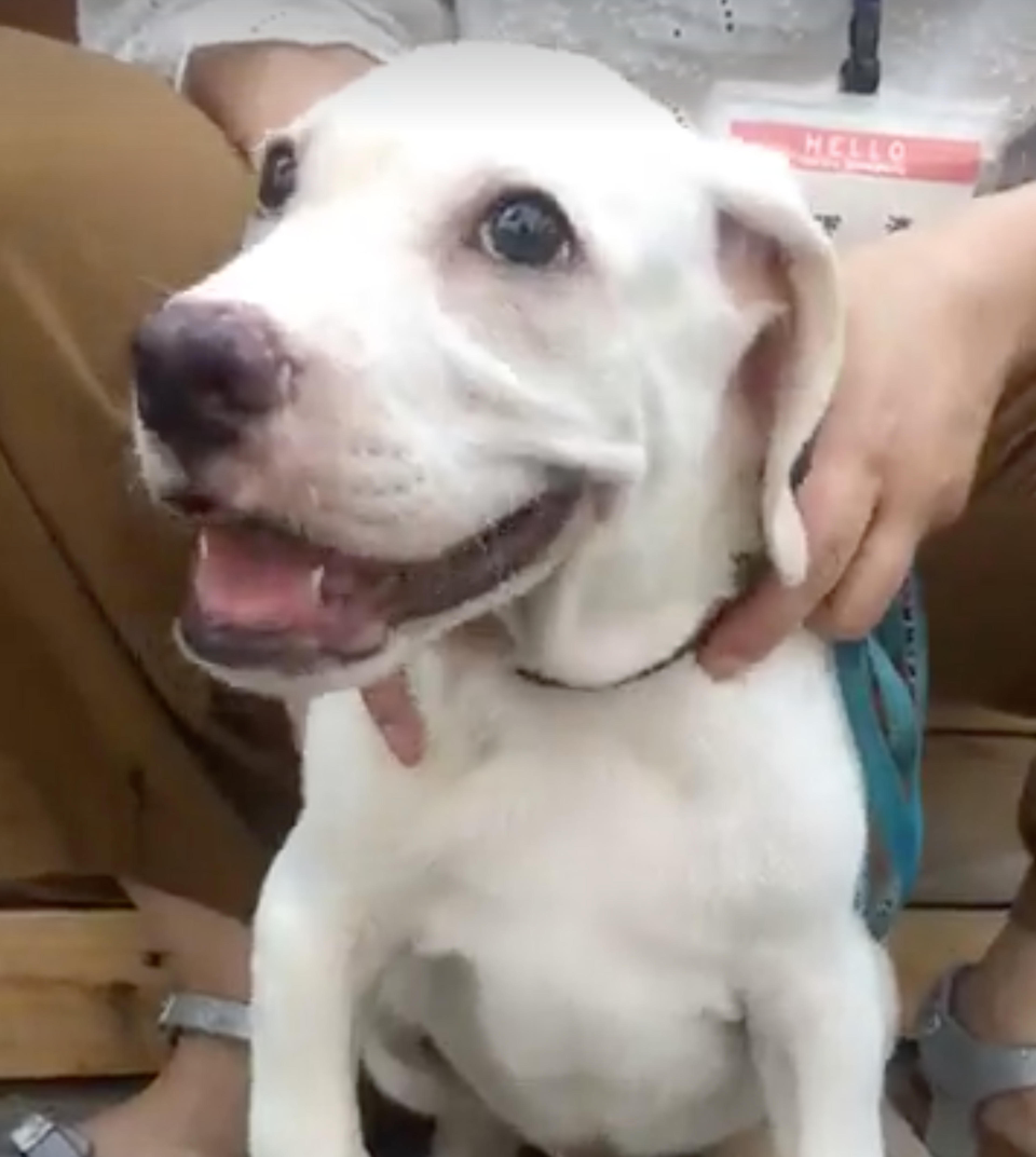 pet-image-2