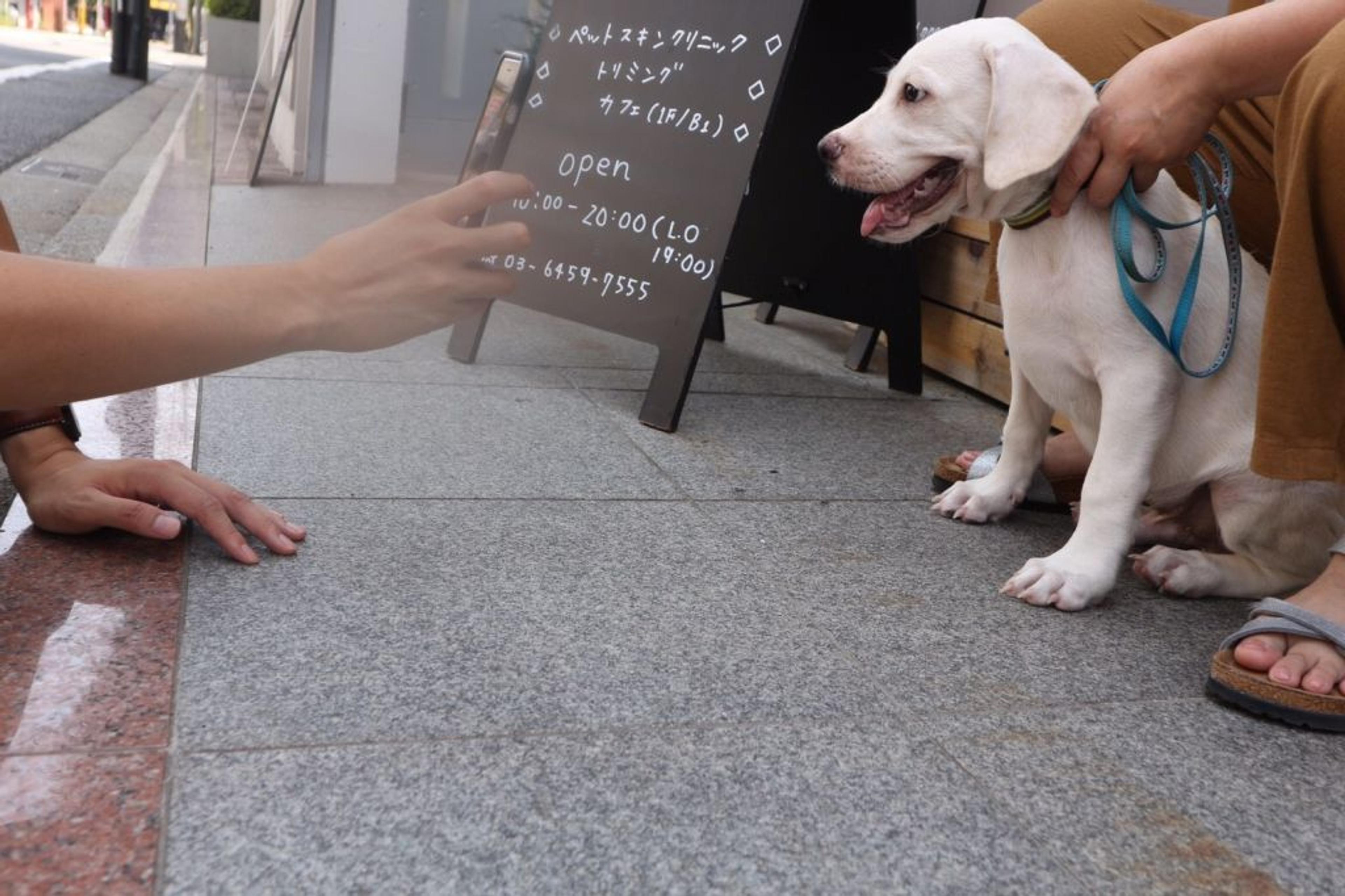 pet-image-3