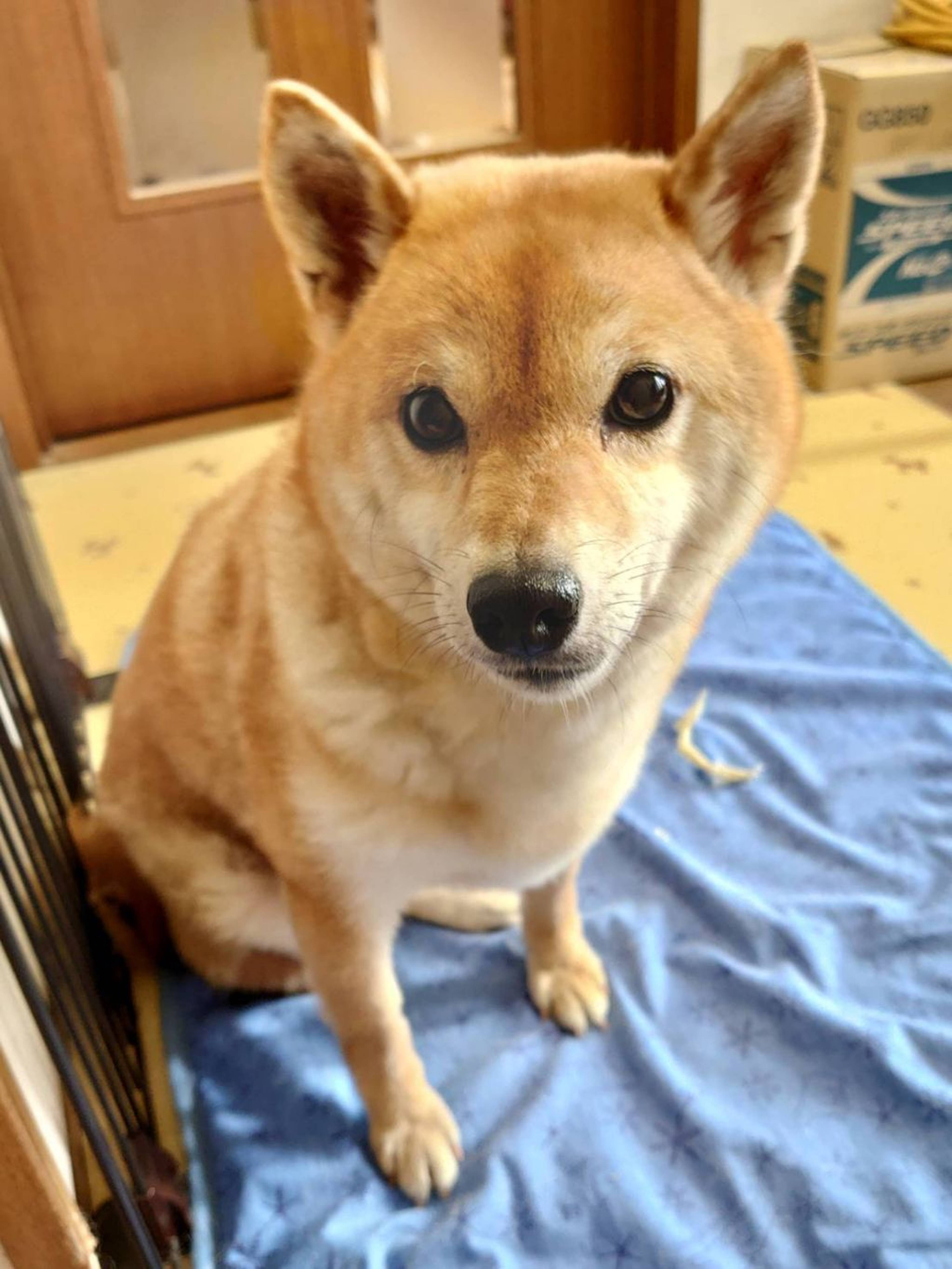 柴犬・メスの里親募集の写真