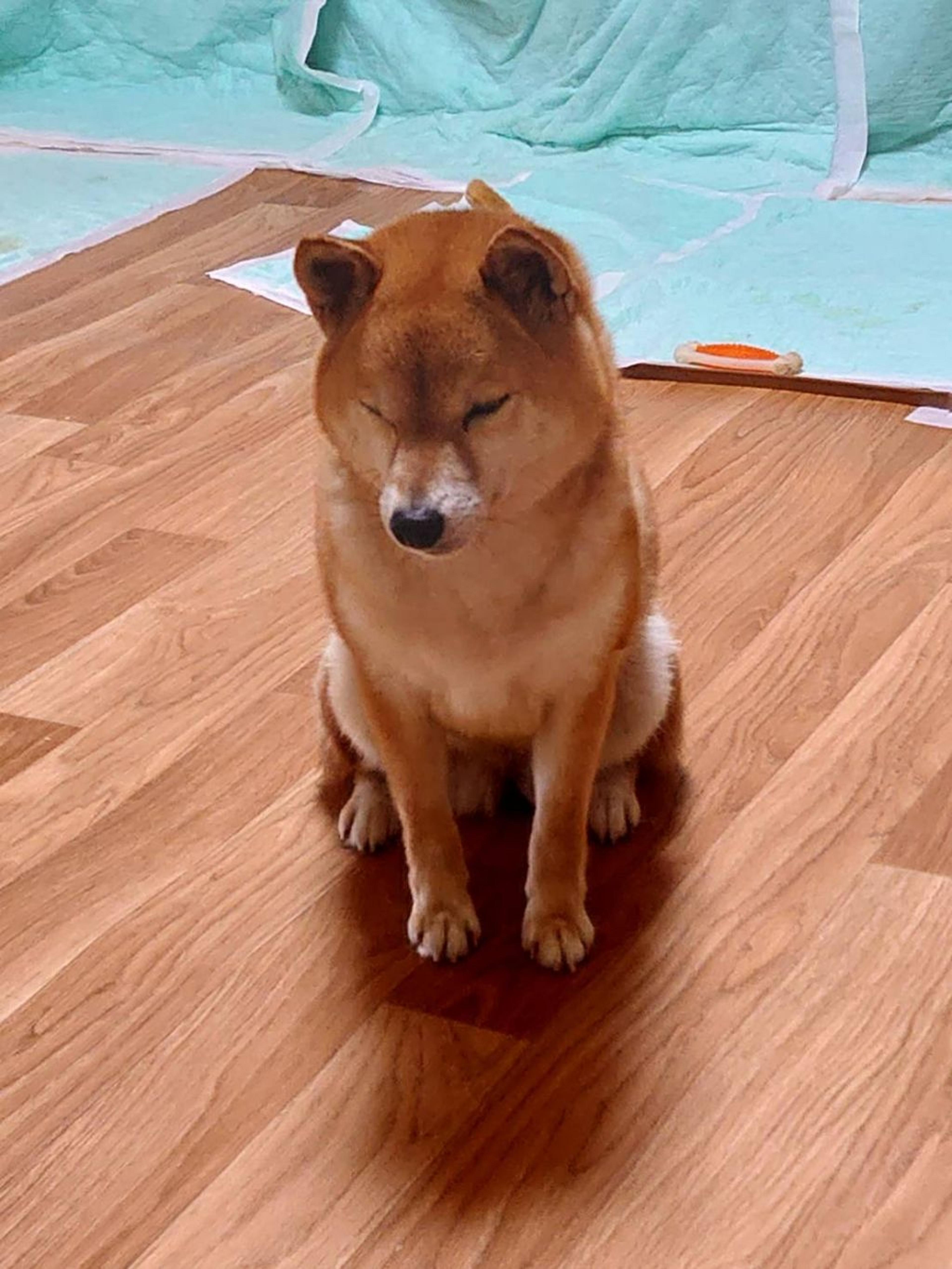 pet-image-3