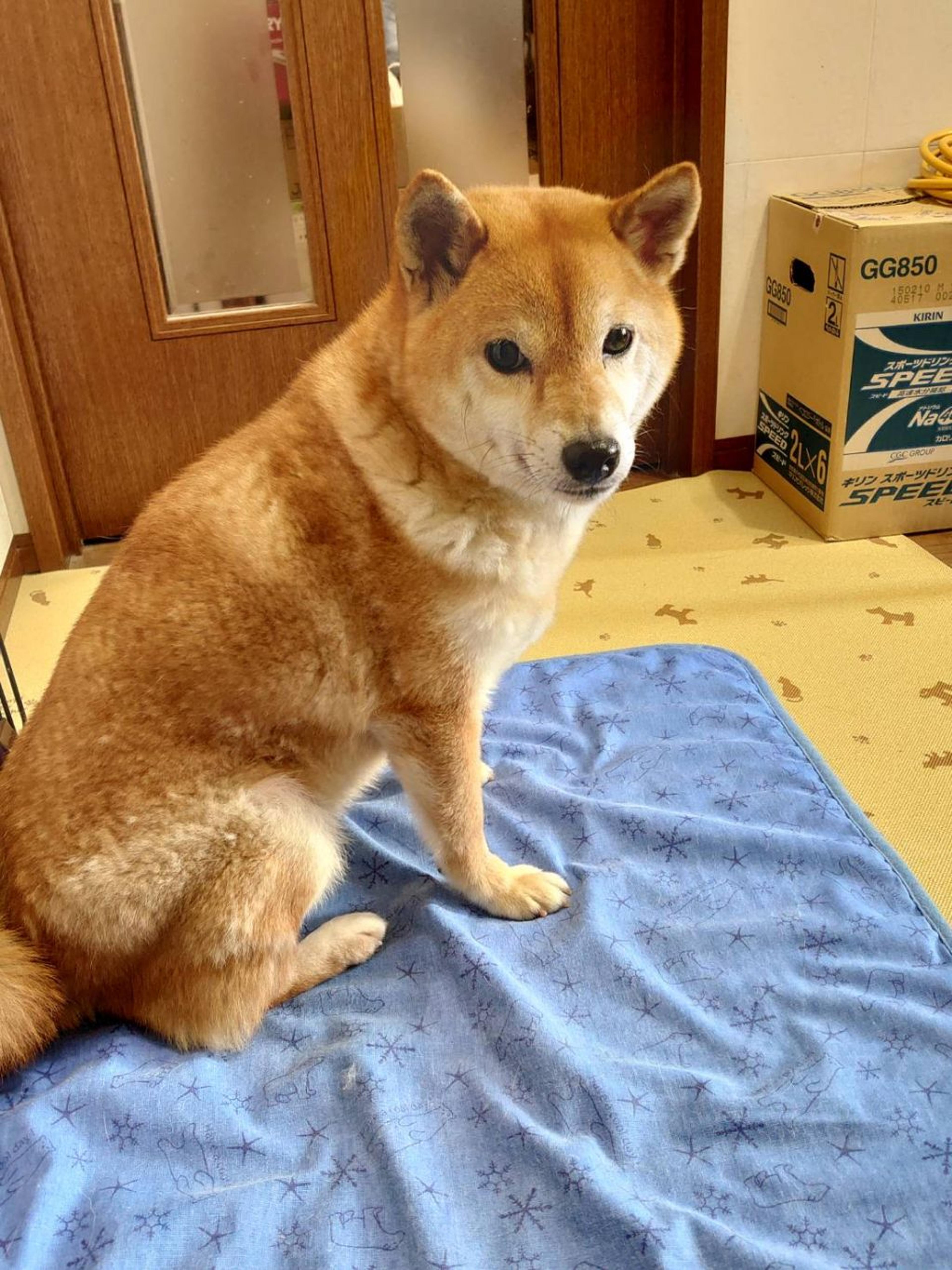 pet-image-4