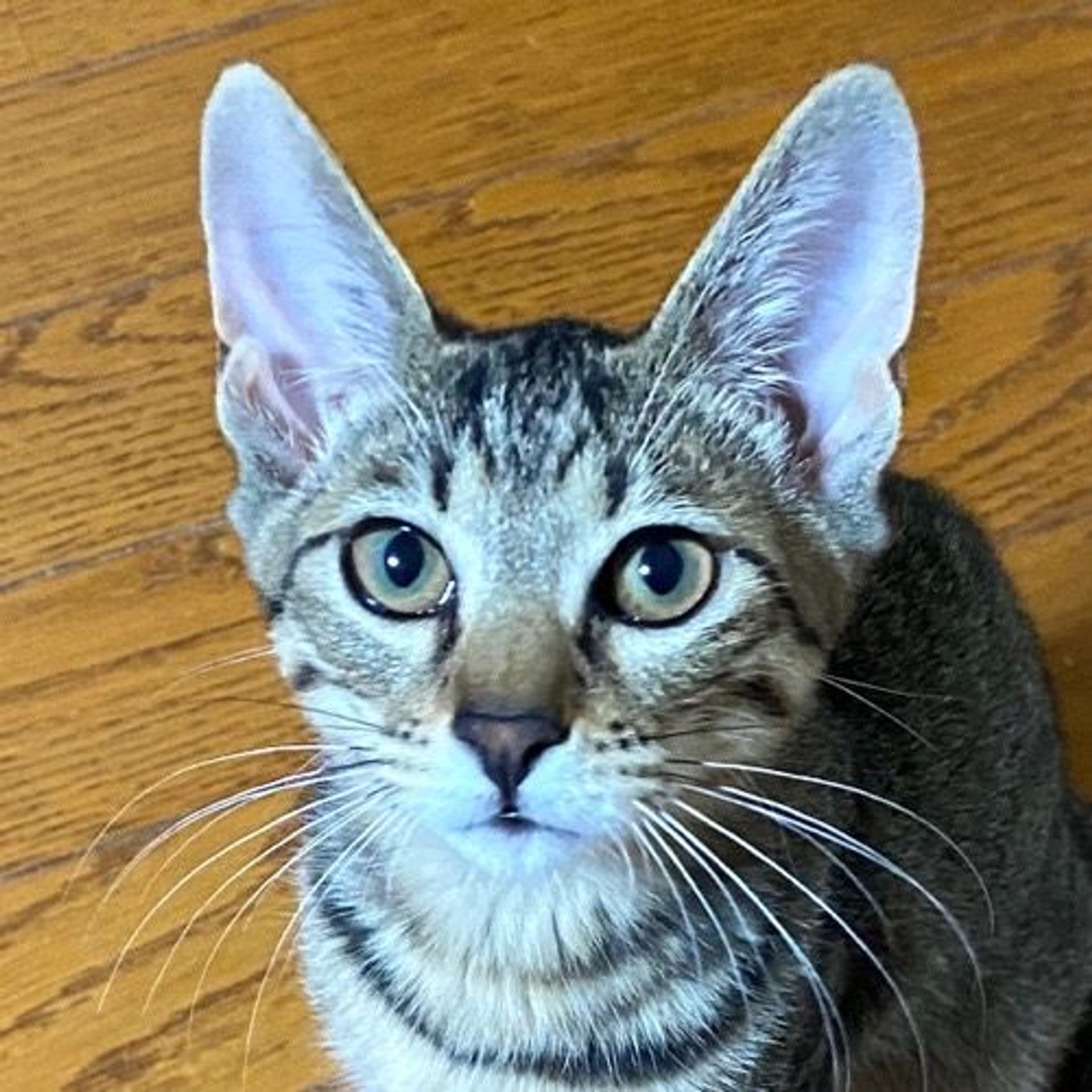 雑種（ミックス猫）・オスの里親募集の写真