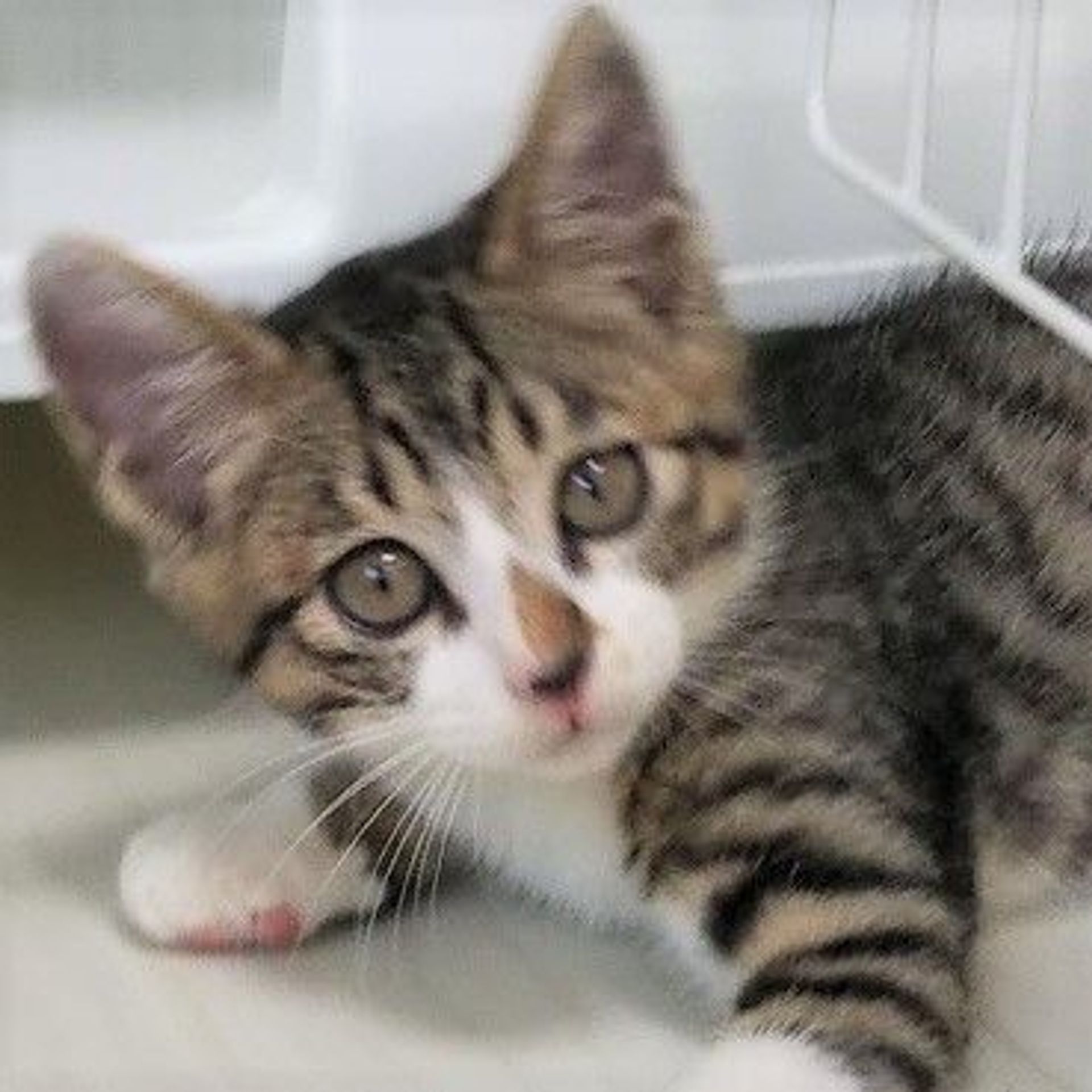 雑種（ミックス猫）・オスの里親募集の写真