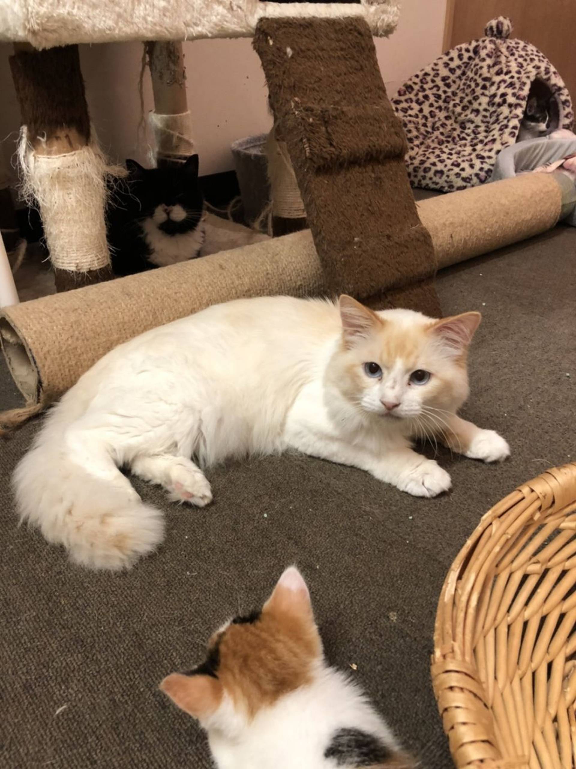 雑種（ミックス猫）・オスの里親募集の写真