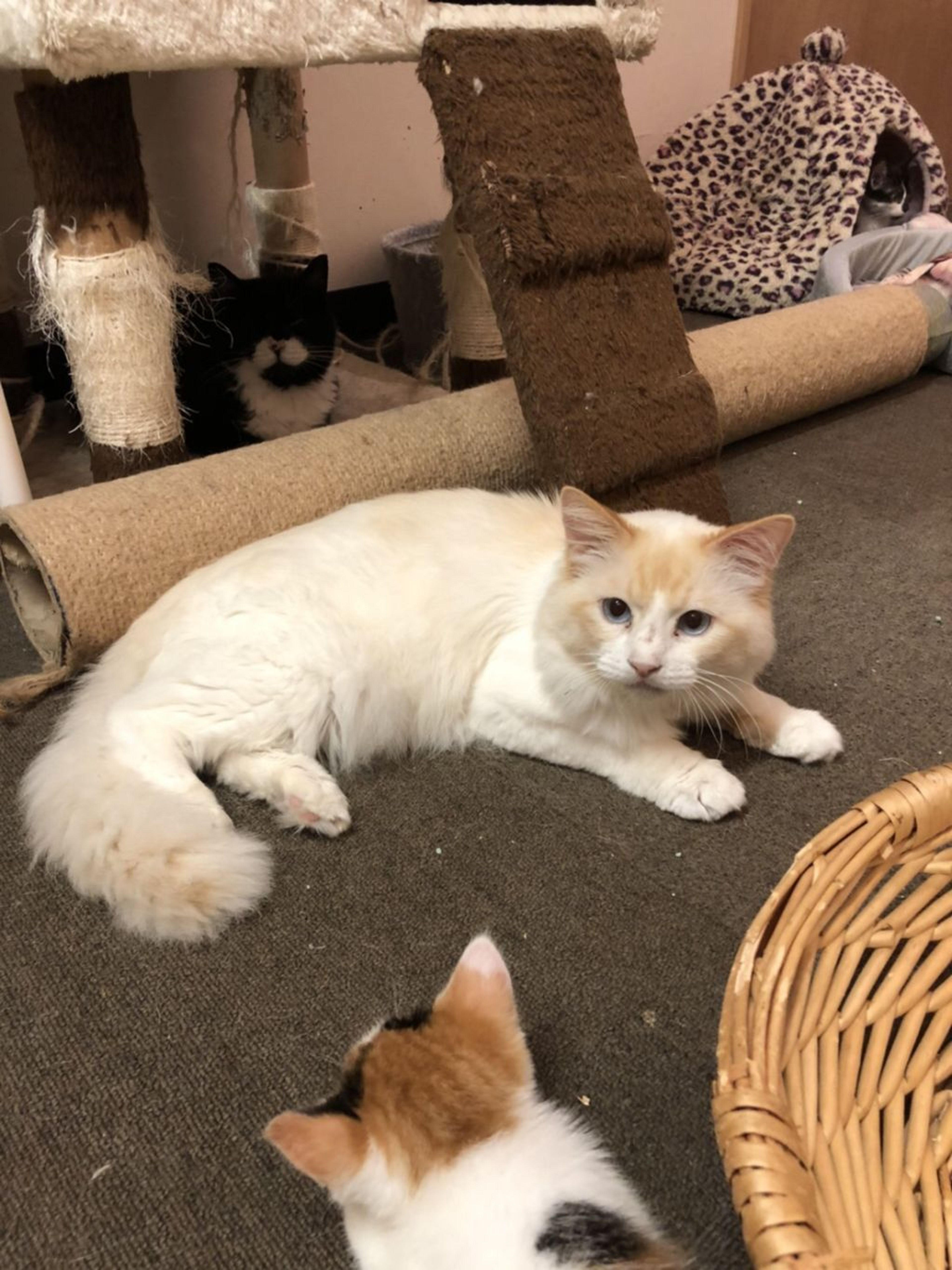 雑種（ミックス猫）・オスの里親募集の写真