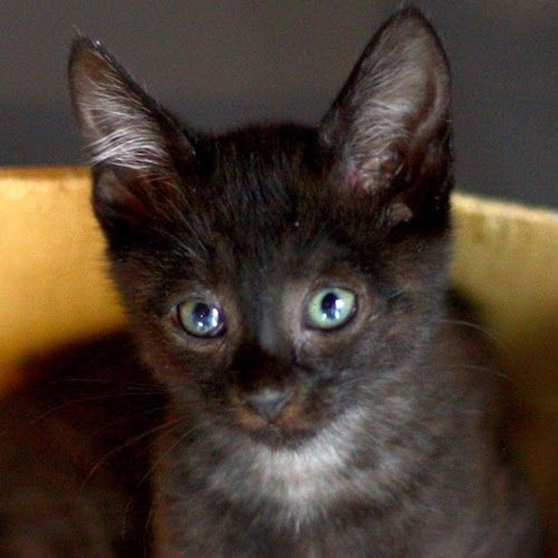 雑種（ミックス猫）・メスの里親募集の写真