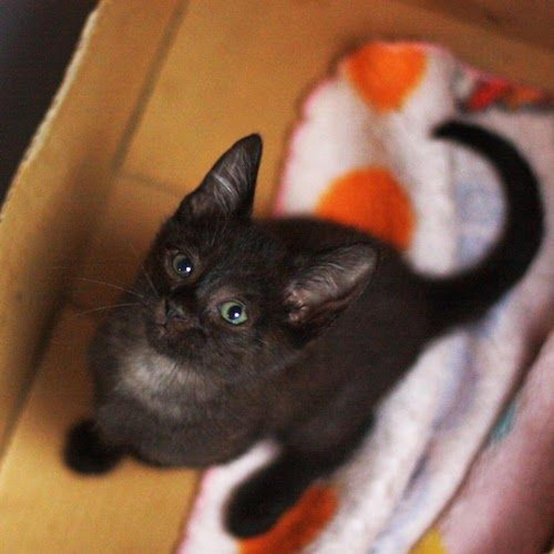 pet-image-2