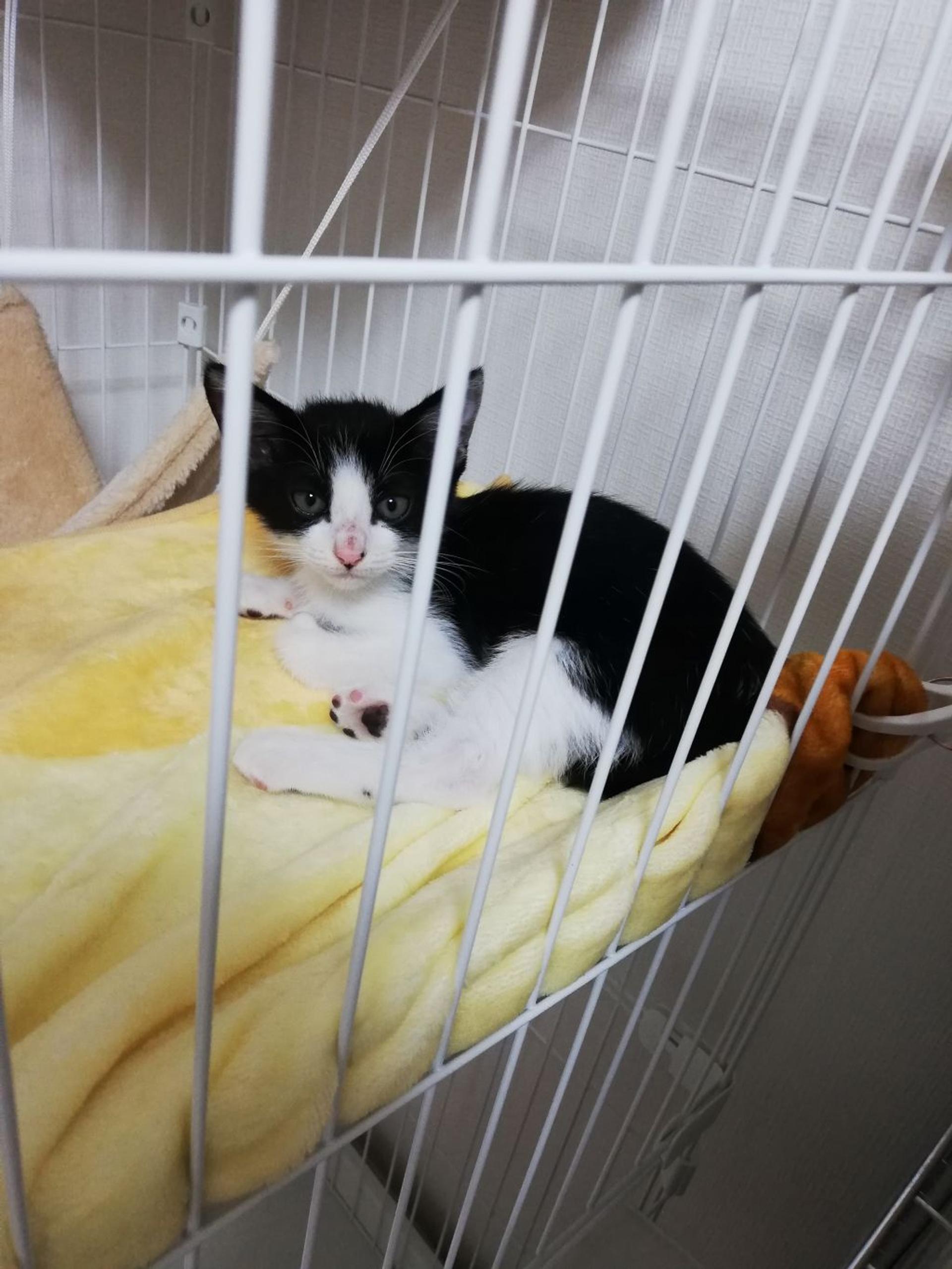 pet-image-2