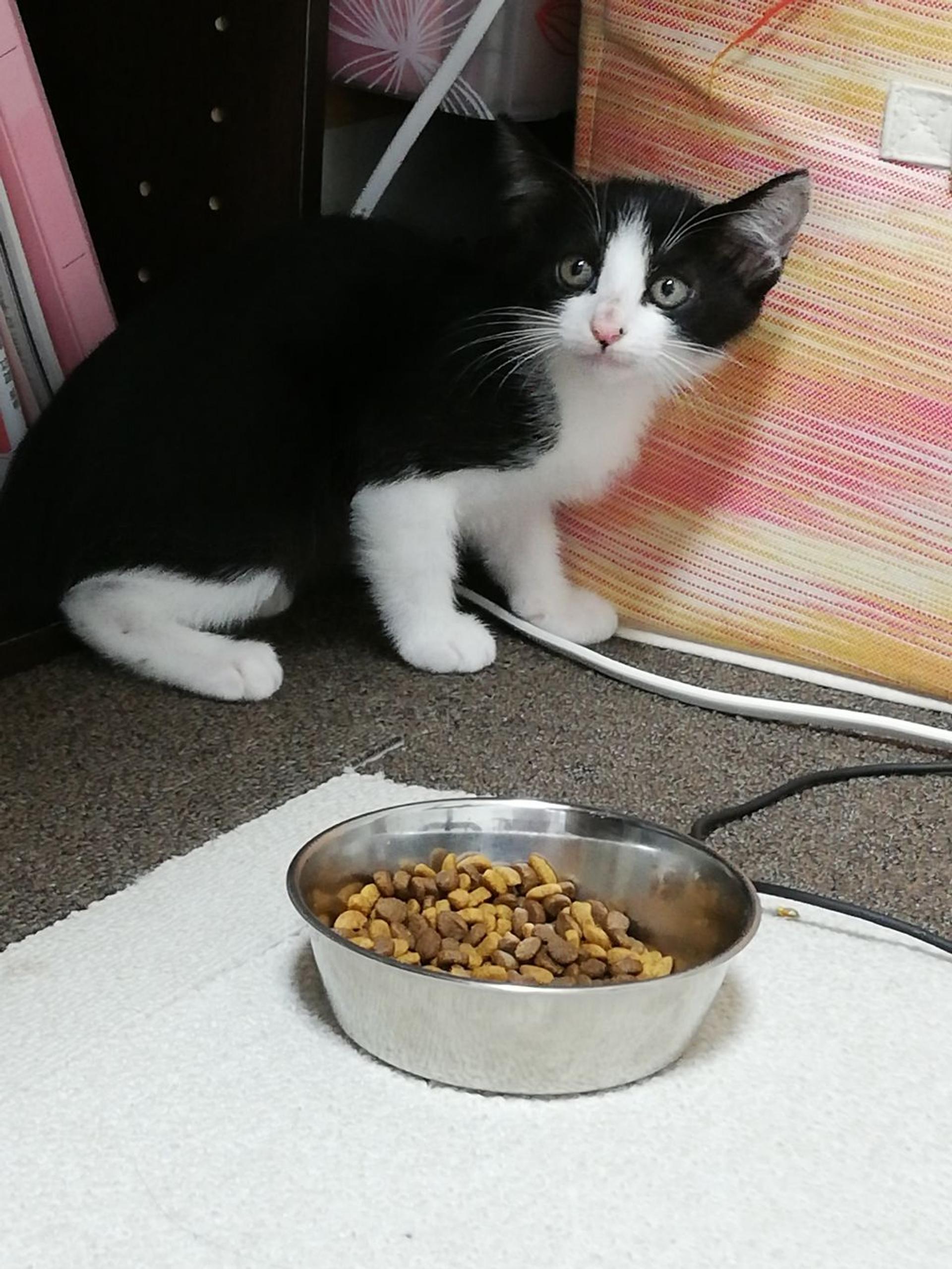 pet-image-3