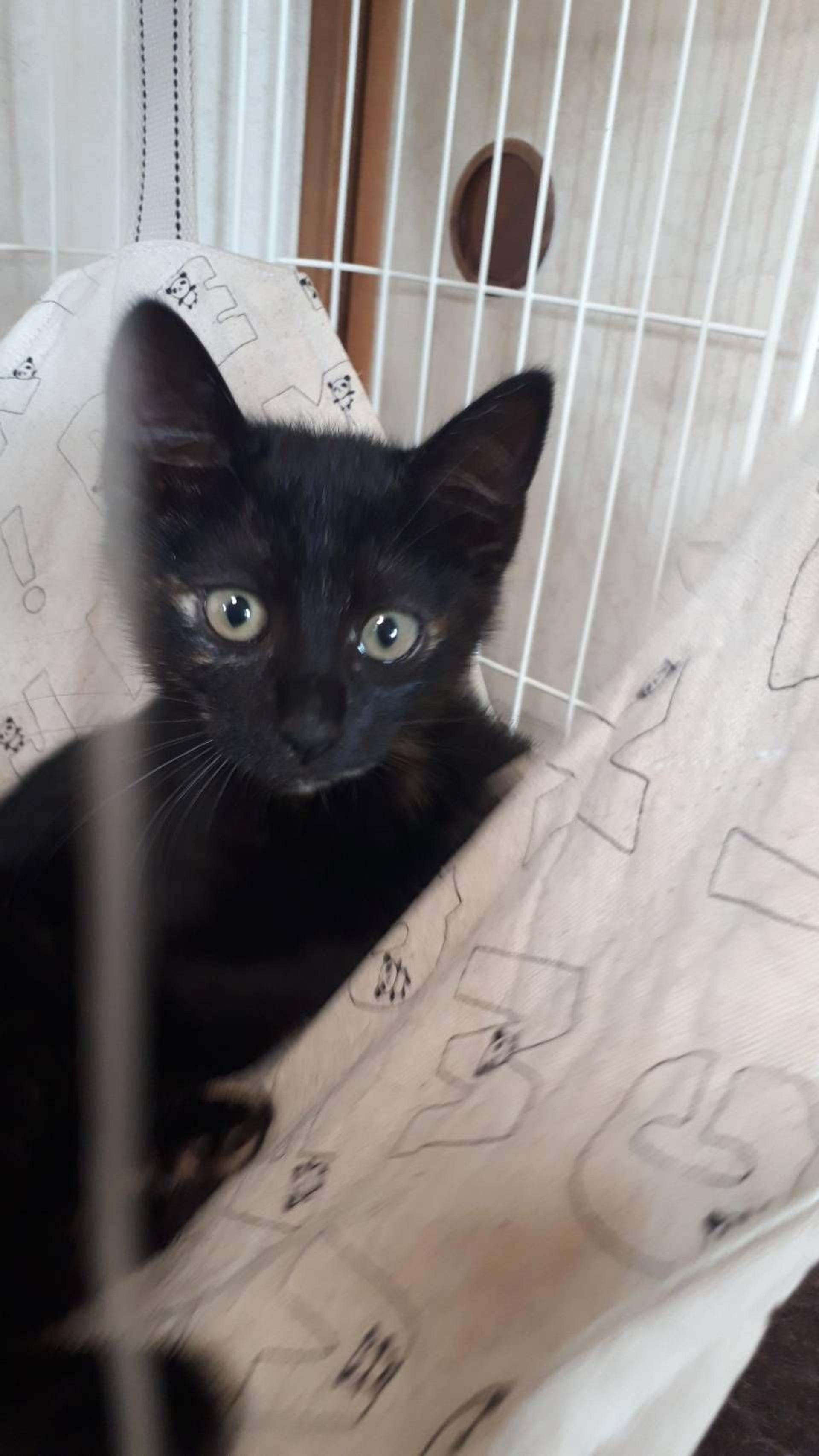 pet-image-3