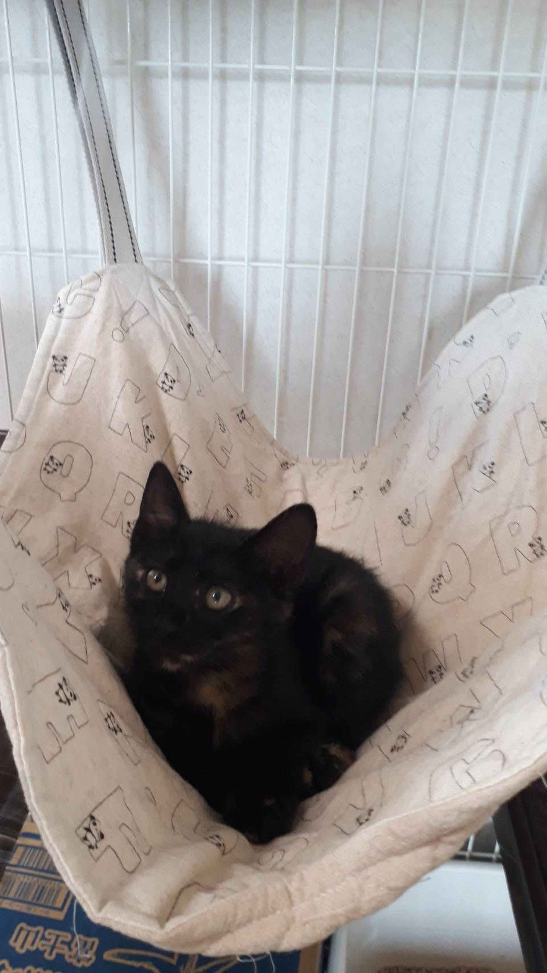 pet-image-4