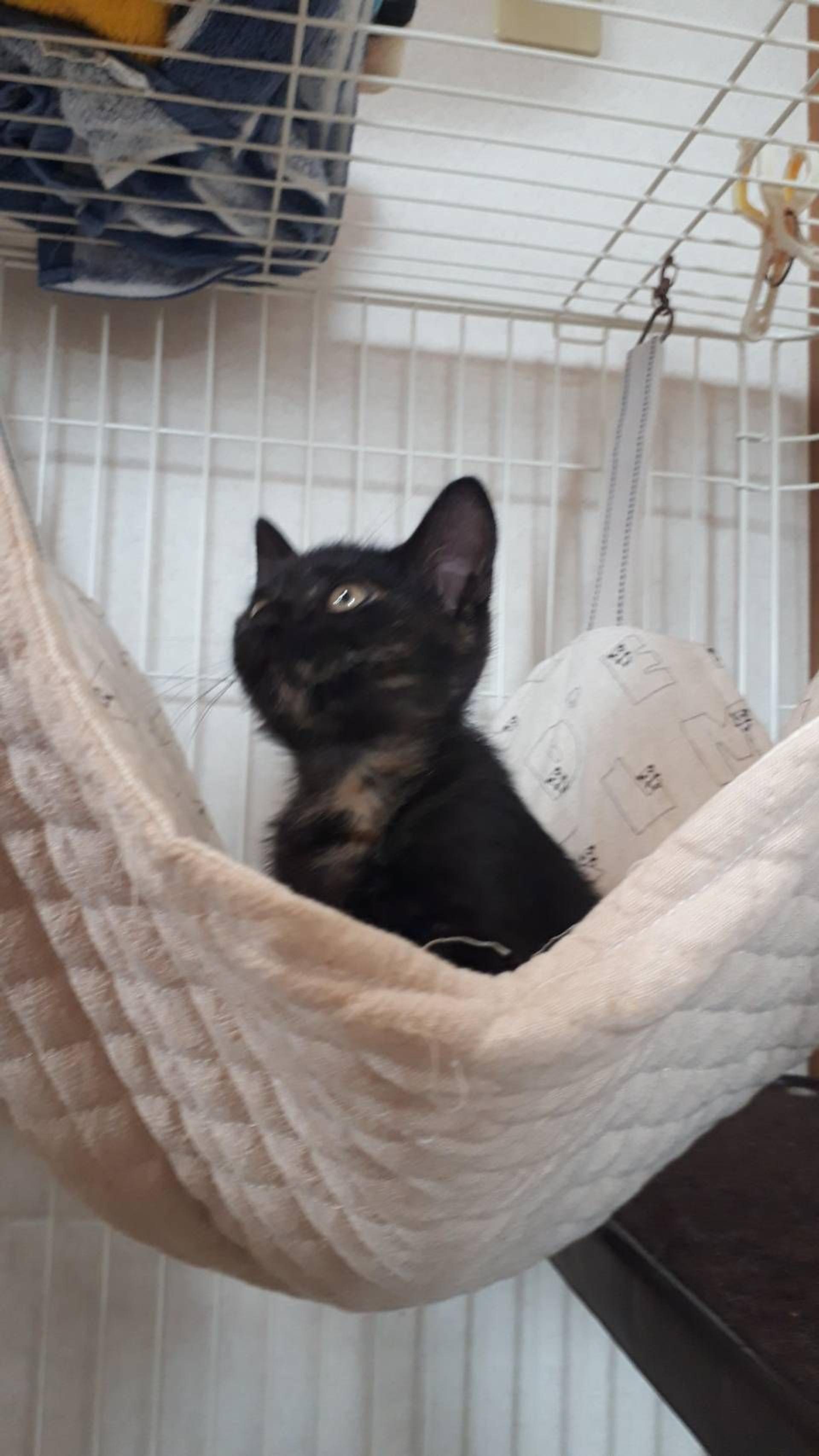 pet-image-5