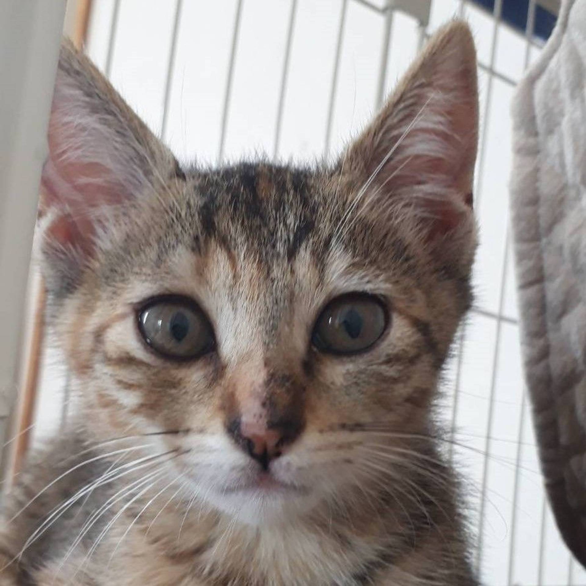雑種（ミックス猫）・メスの里親募集の写真