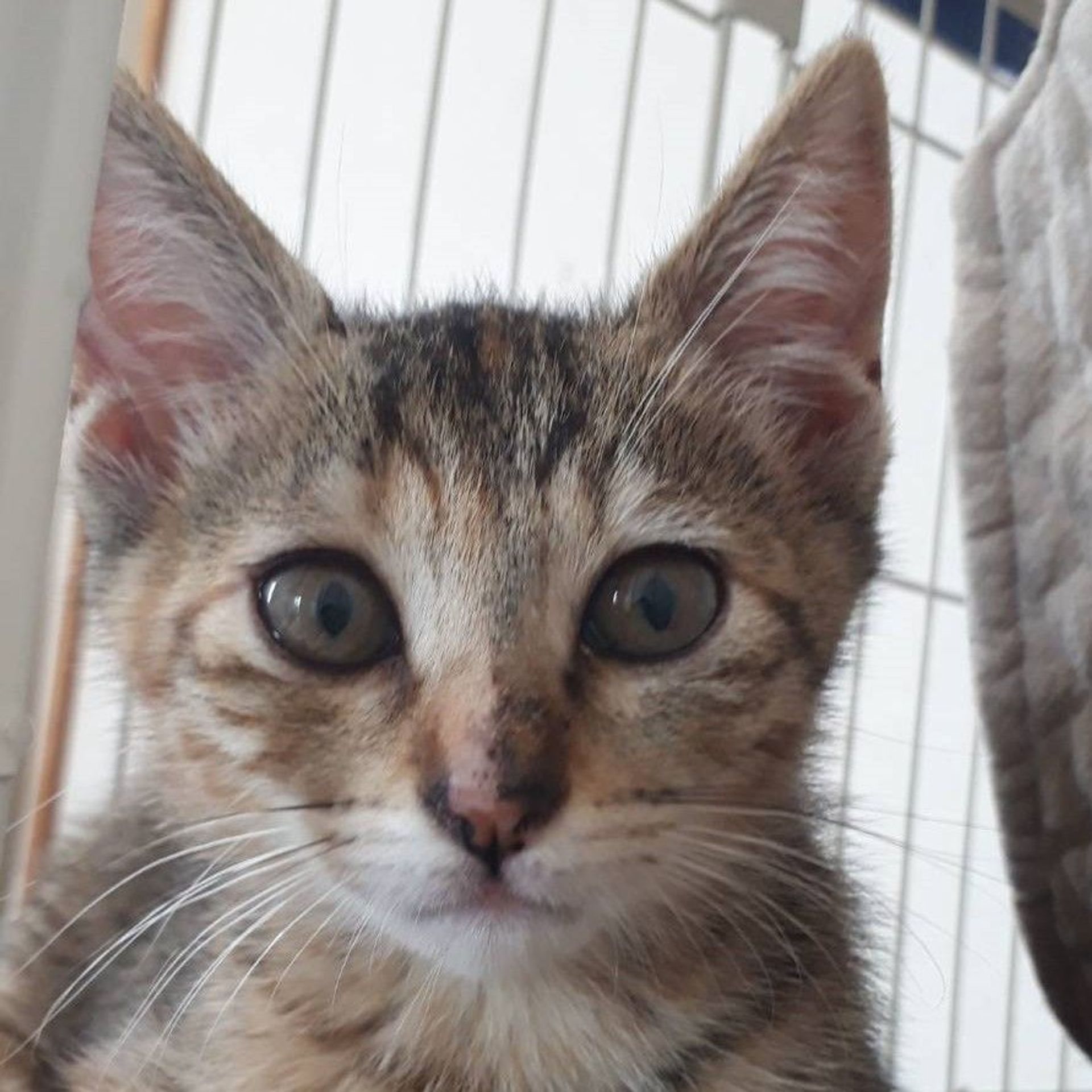 雑種（ミックス猫）・メスの里親募集の写真