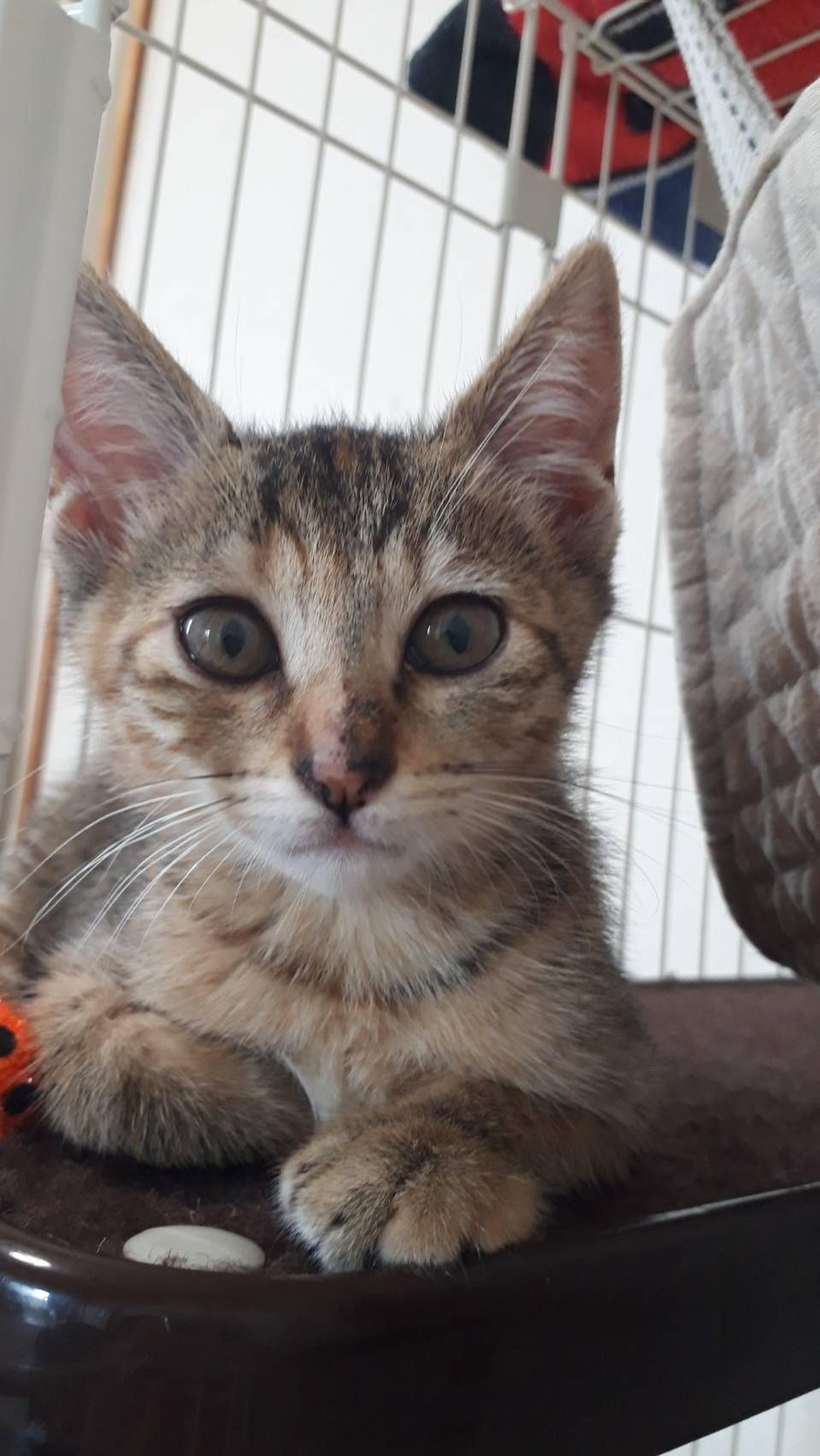 pet-image-5